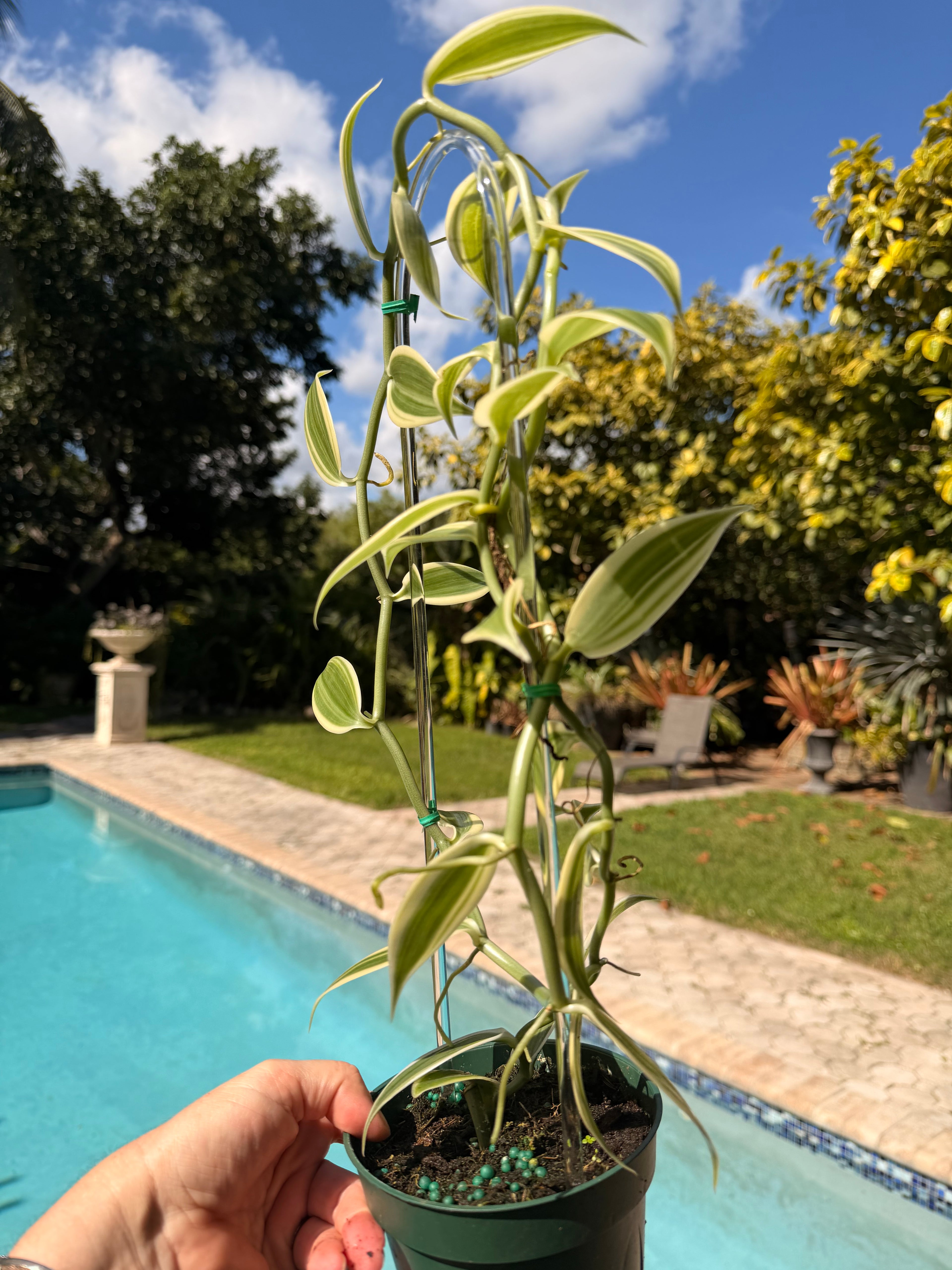 Albo-Variegated Vanilla, 4” pot Clear hoop