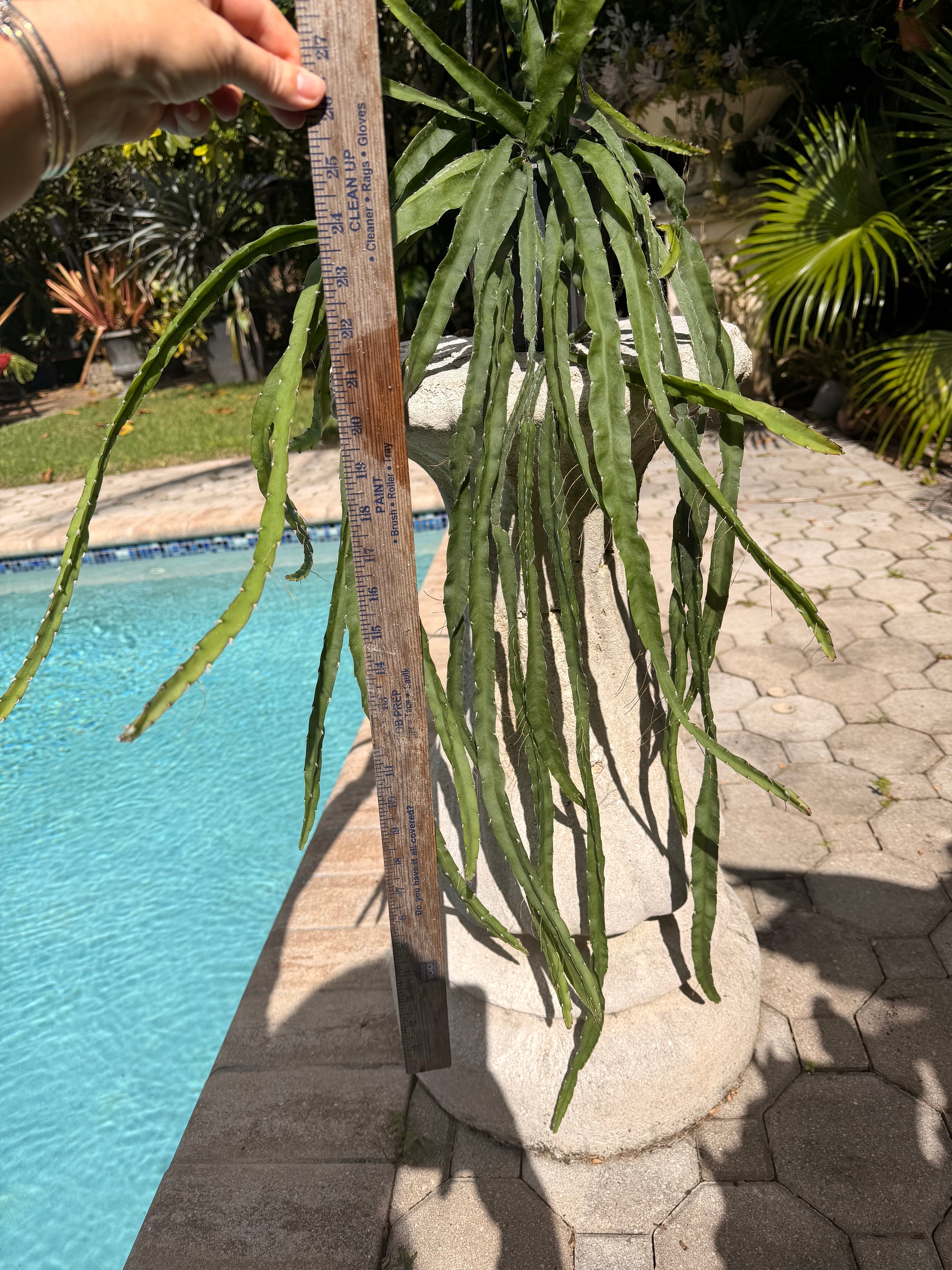 Rhipsalis Cruciformis, 5” pot Large