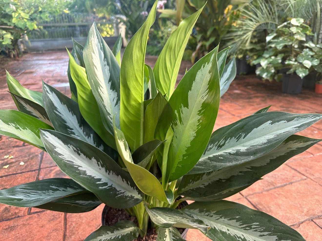 Aglaonema Stiletto, 10” pot