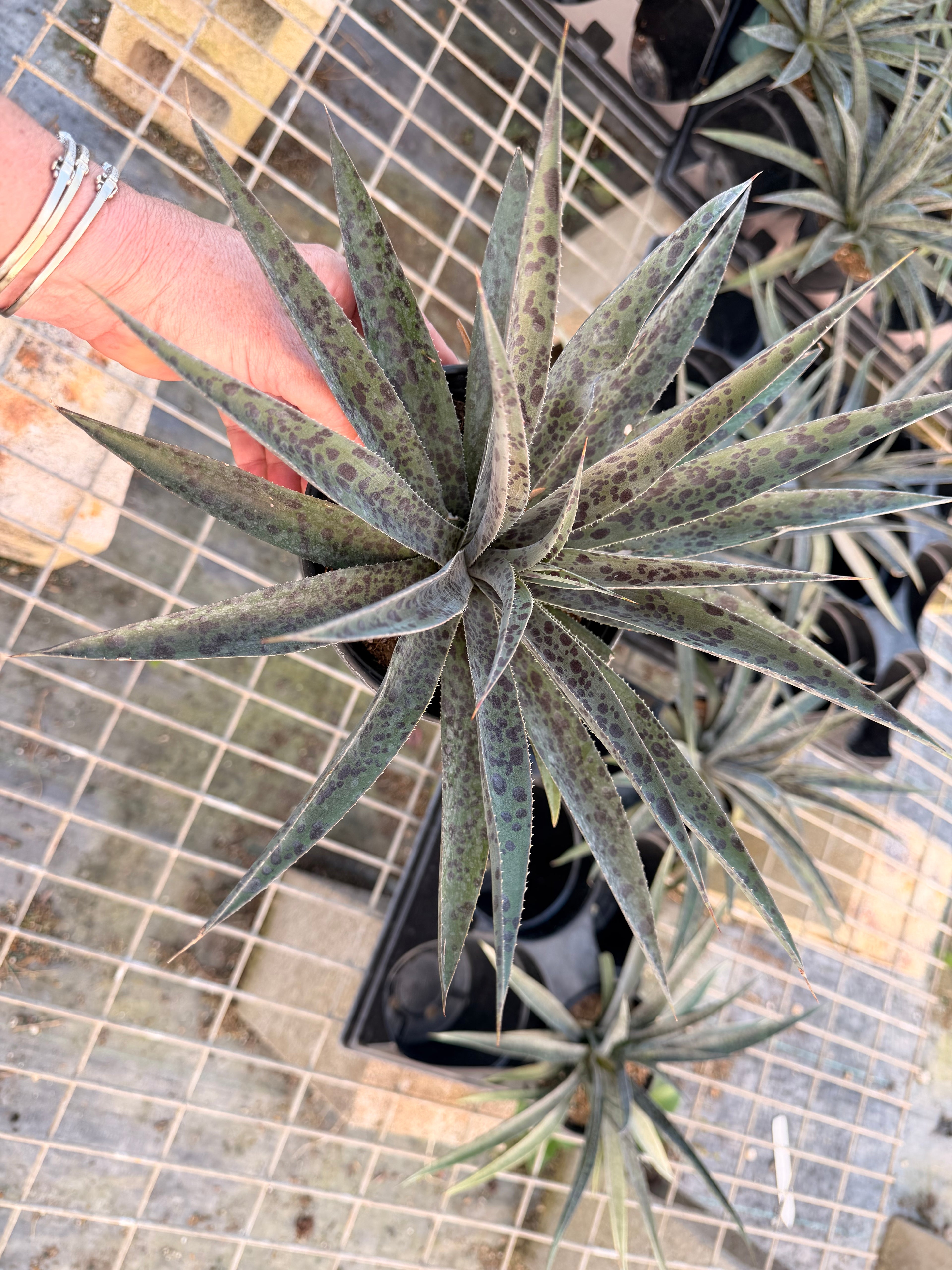 Mangave Pineapple Express, 6” pot