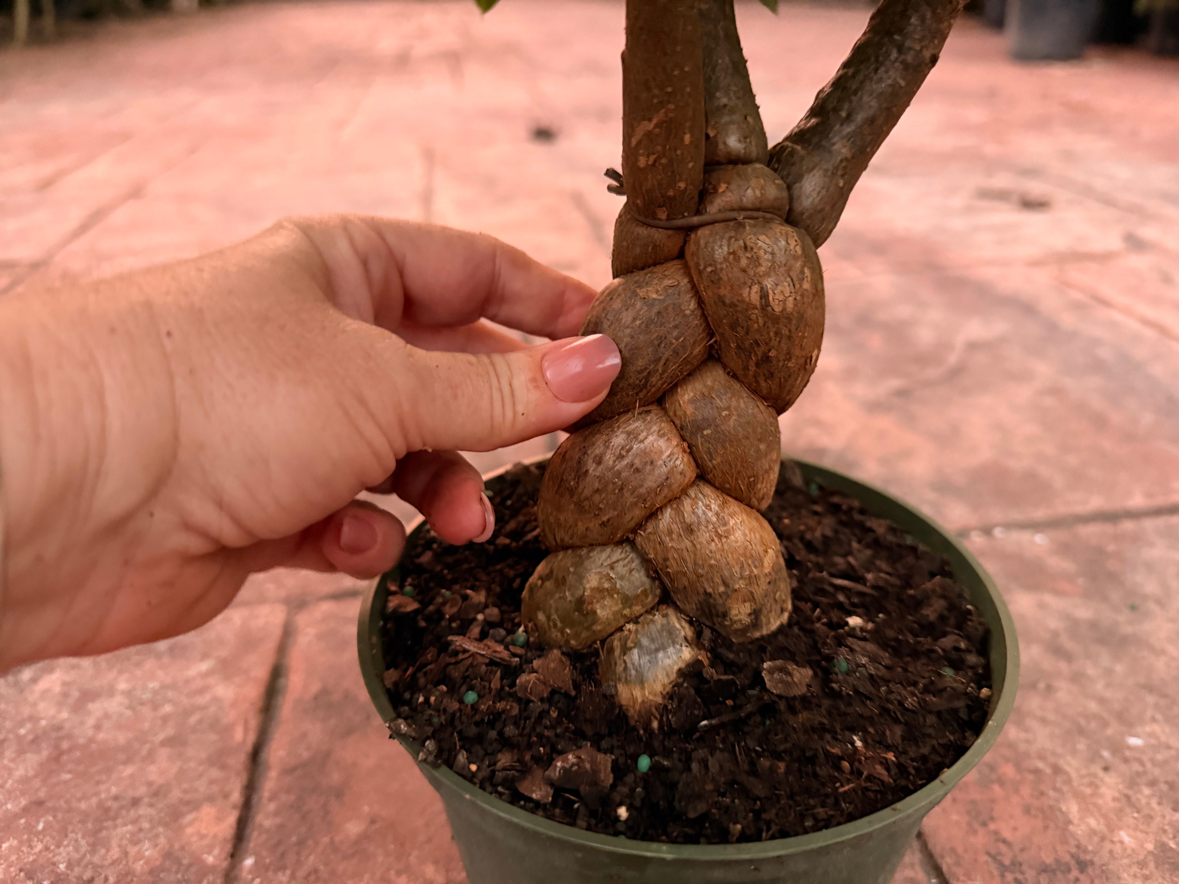 Money tree, Jumbo braid, 6” pot