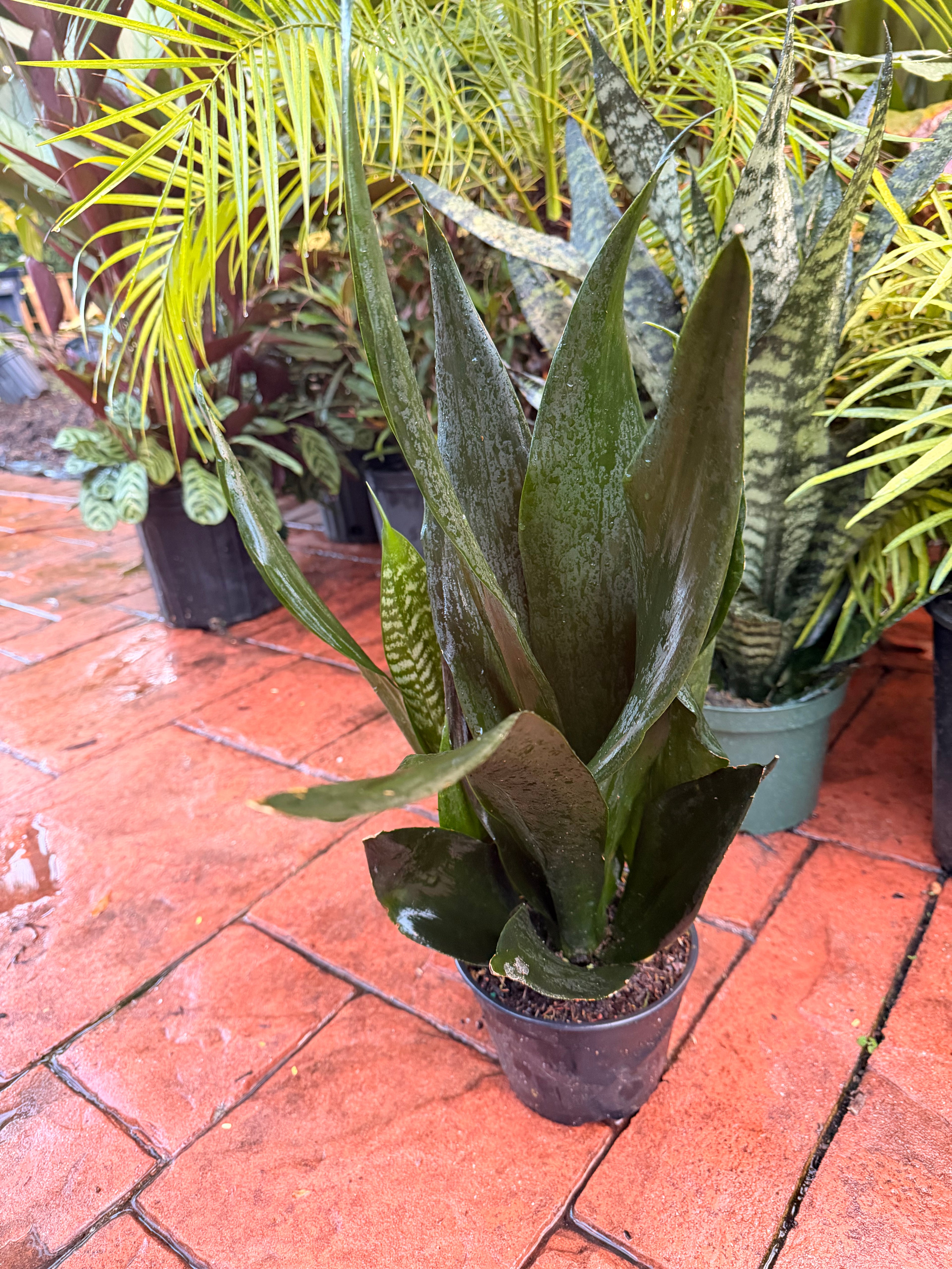 Sansevieria Black Dragon, 6” pot - full pot