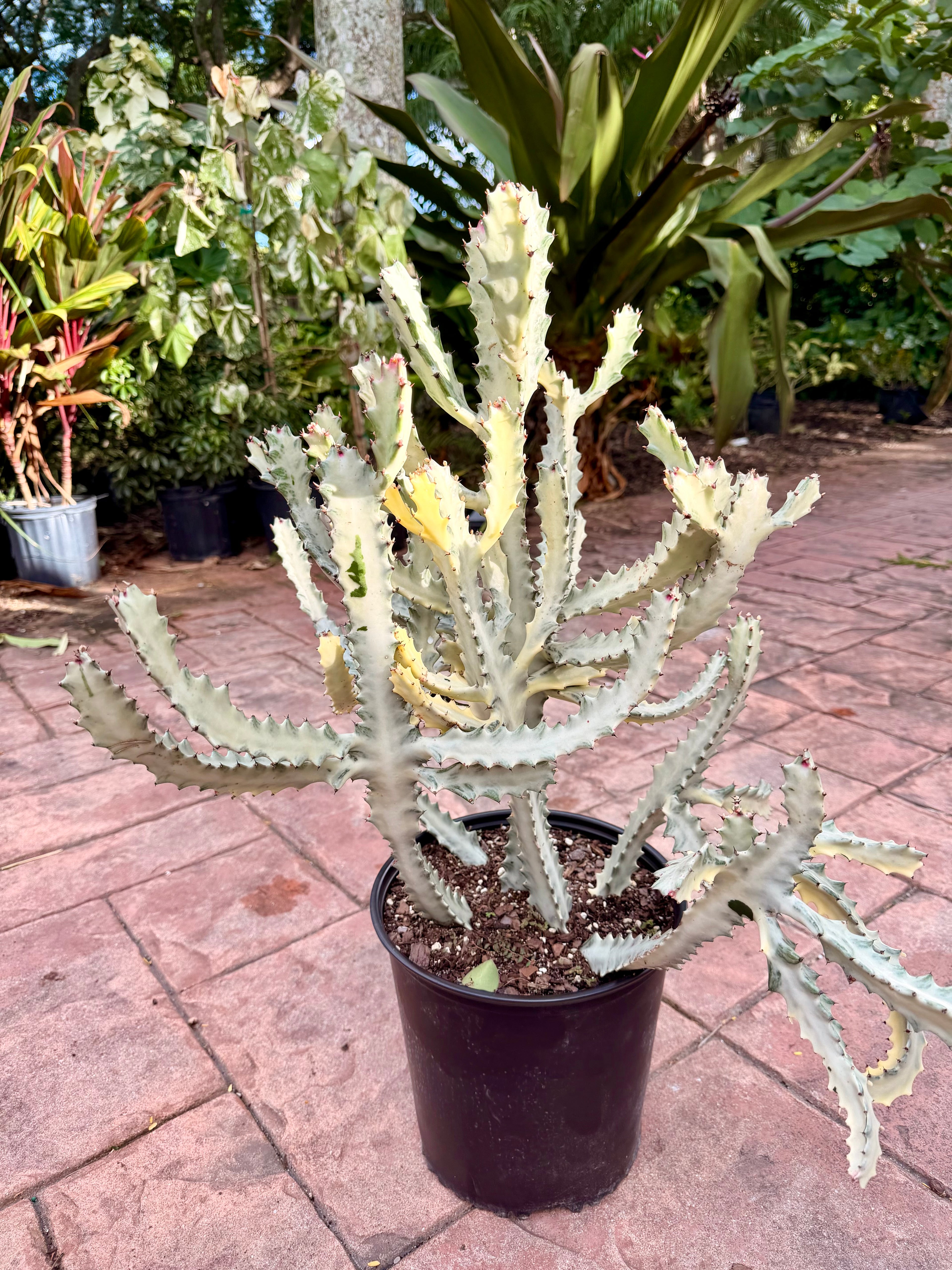 White Ghost Cactus, Euphorbia lactea, 10” pot/3 g pot. Actual plant