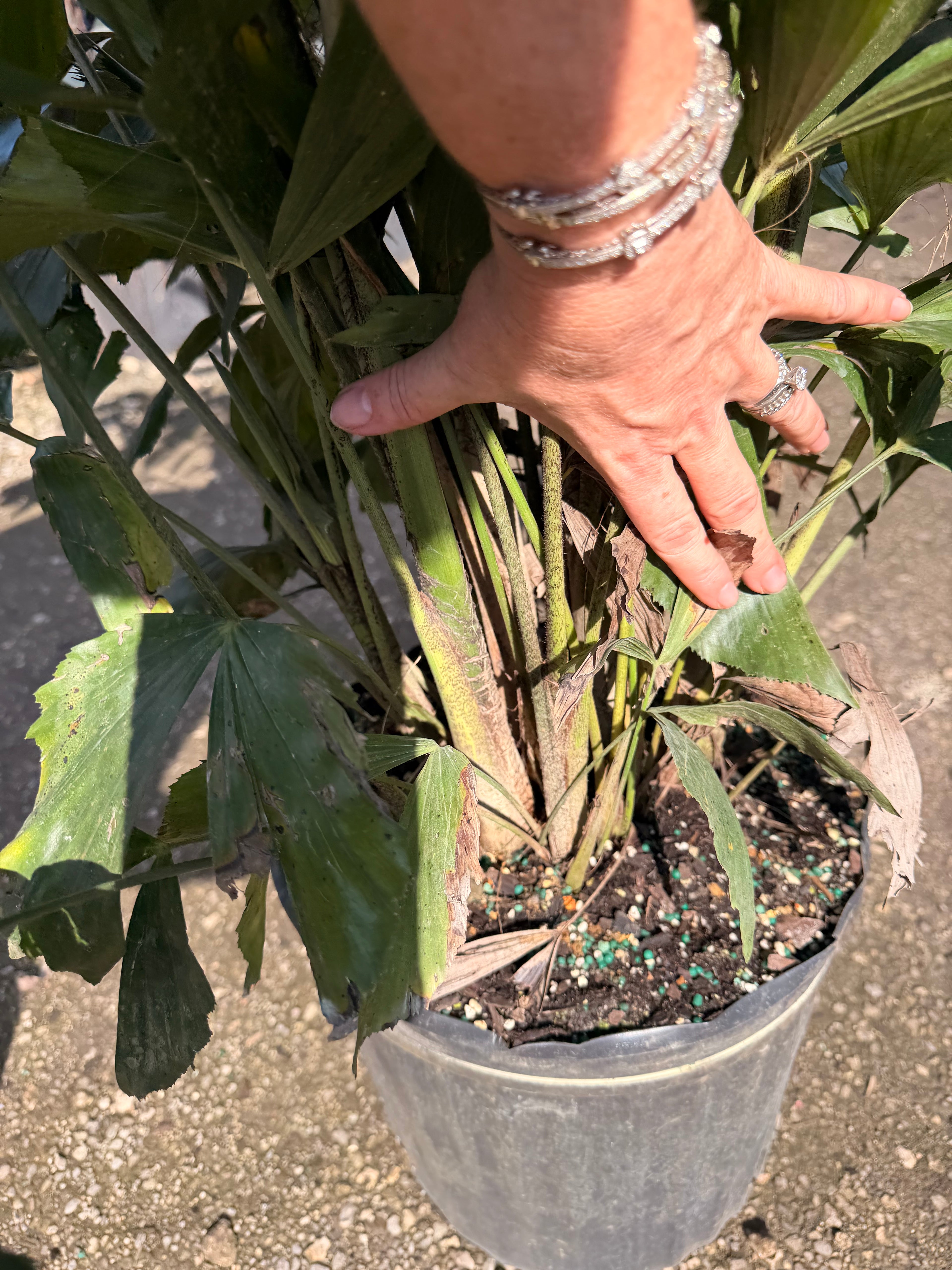 Fishtail palm, 10” pot 60” tall Caryota Mitis