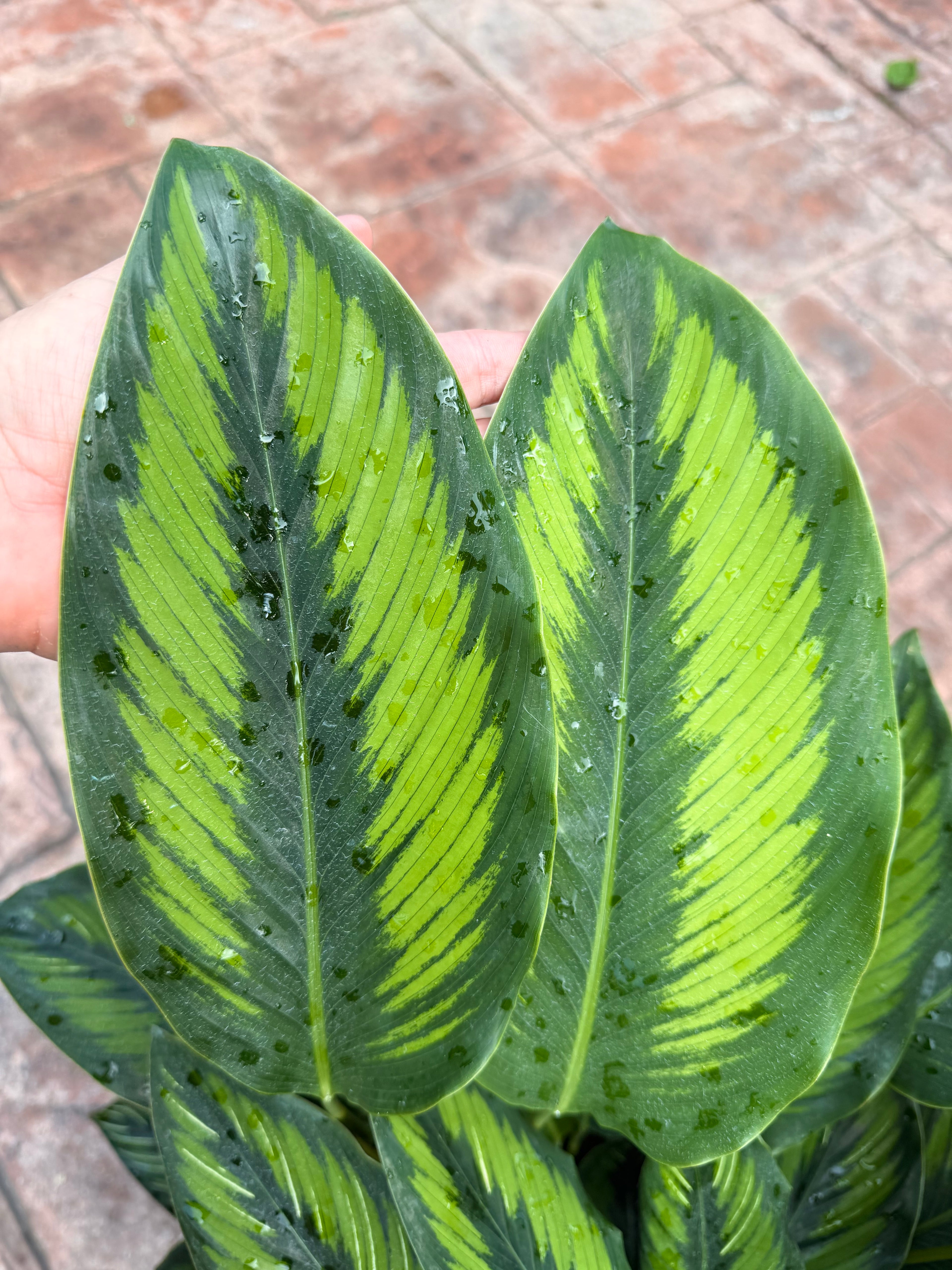Calathea Beauty Star, 8” pot
