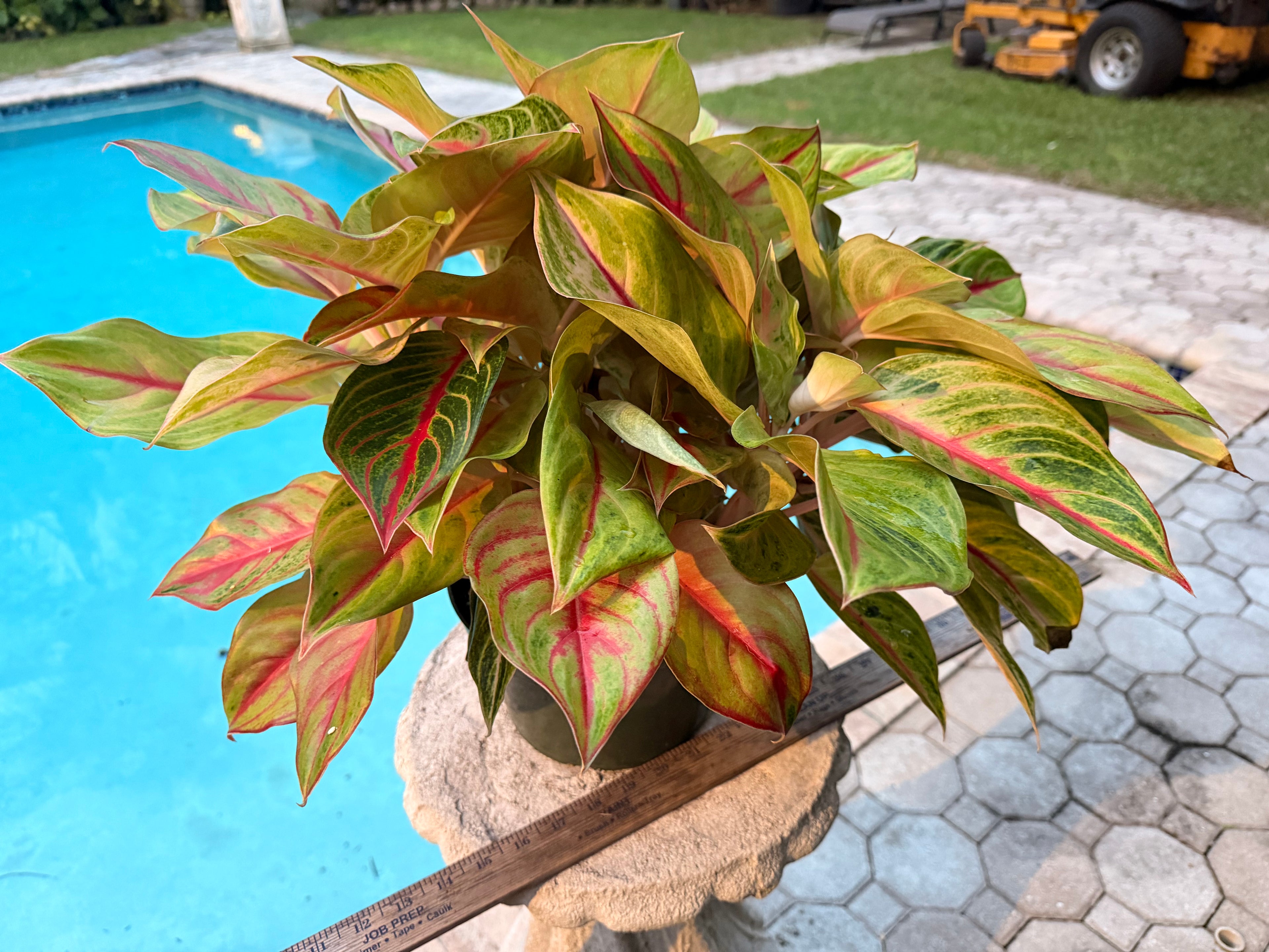 Aglaonema Golden Flourite, 8” pot