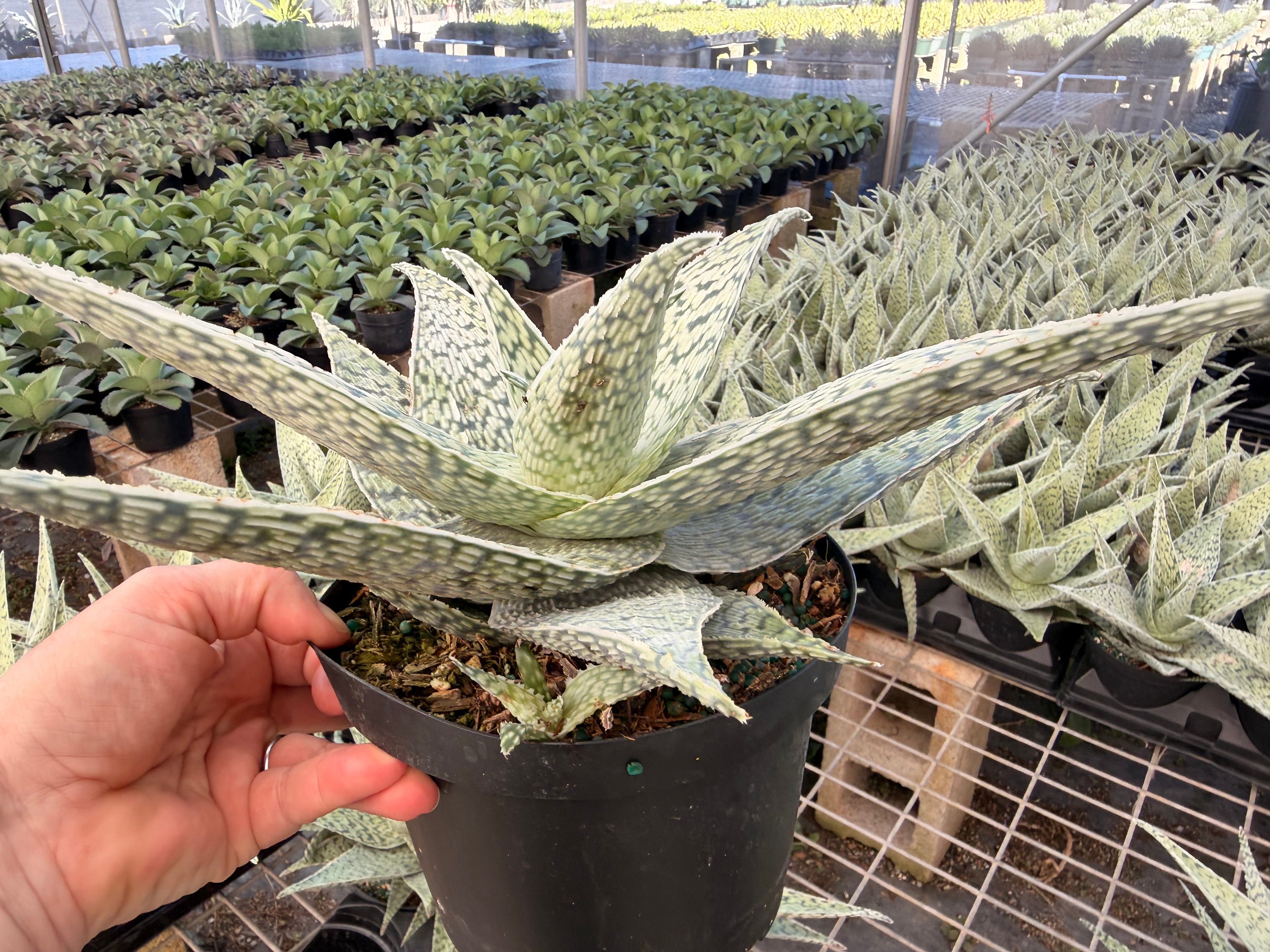 Aloe Delta Lights, 6” pot