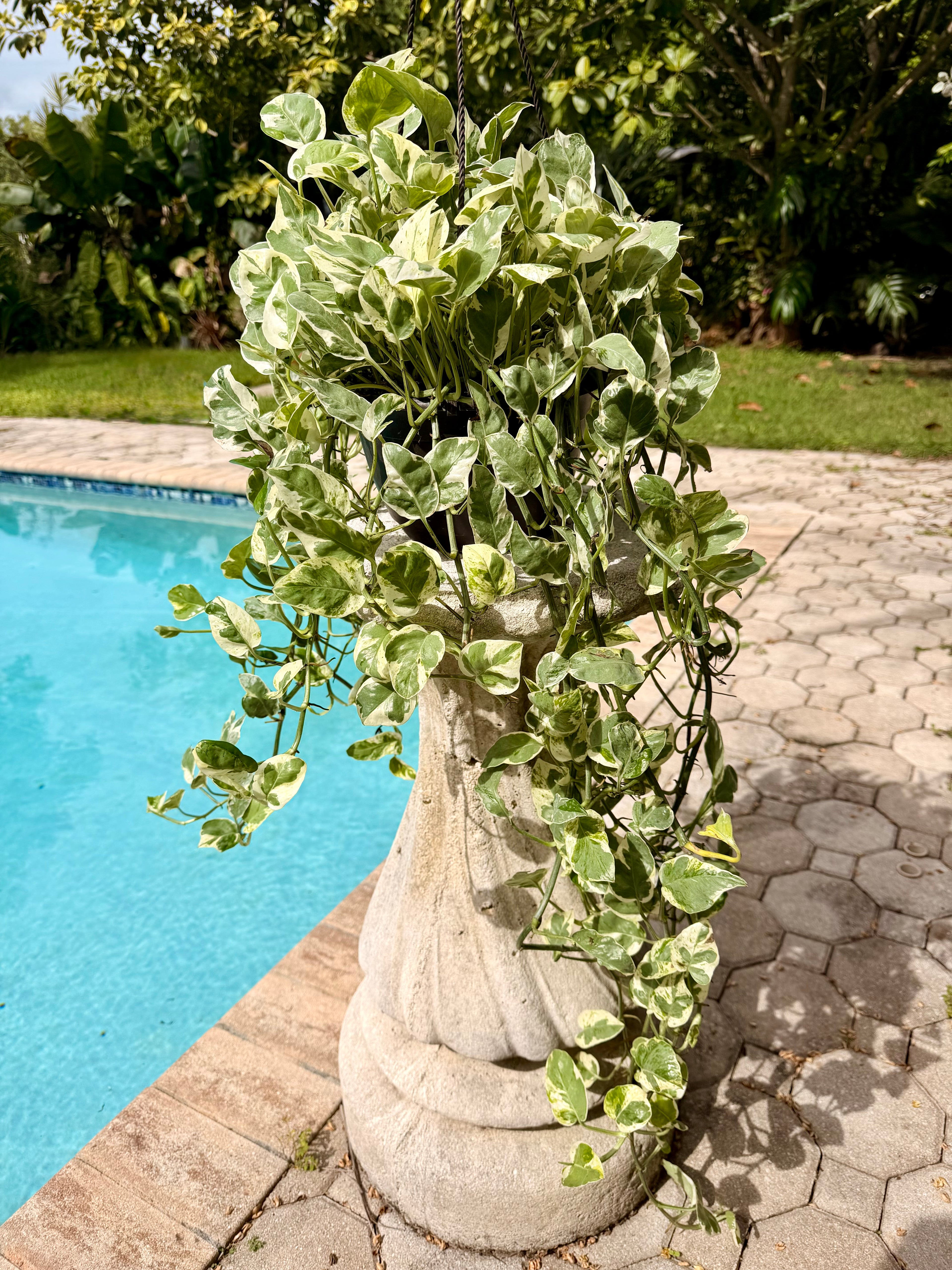 Pearl and Jade photos, 8” pot