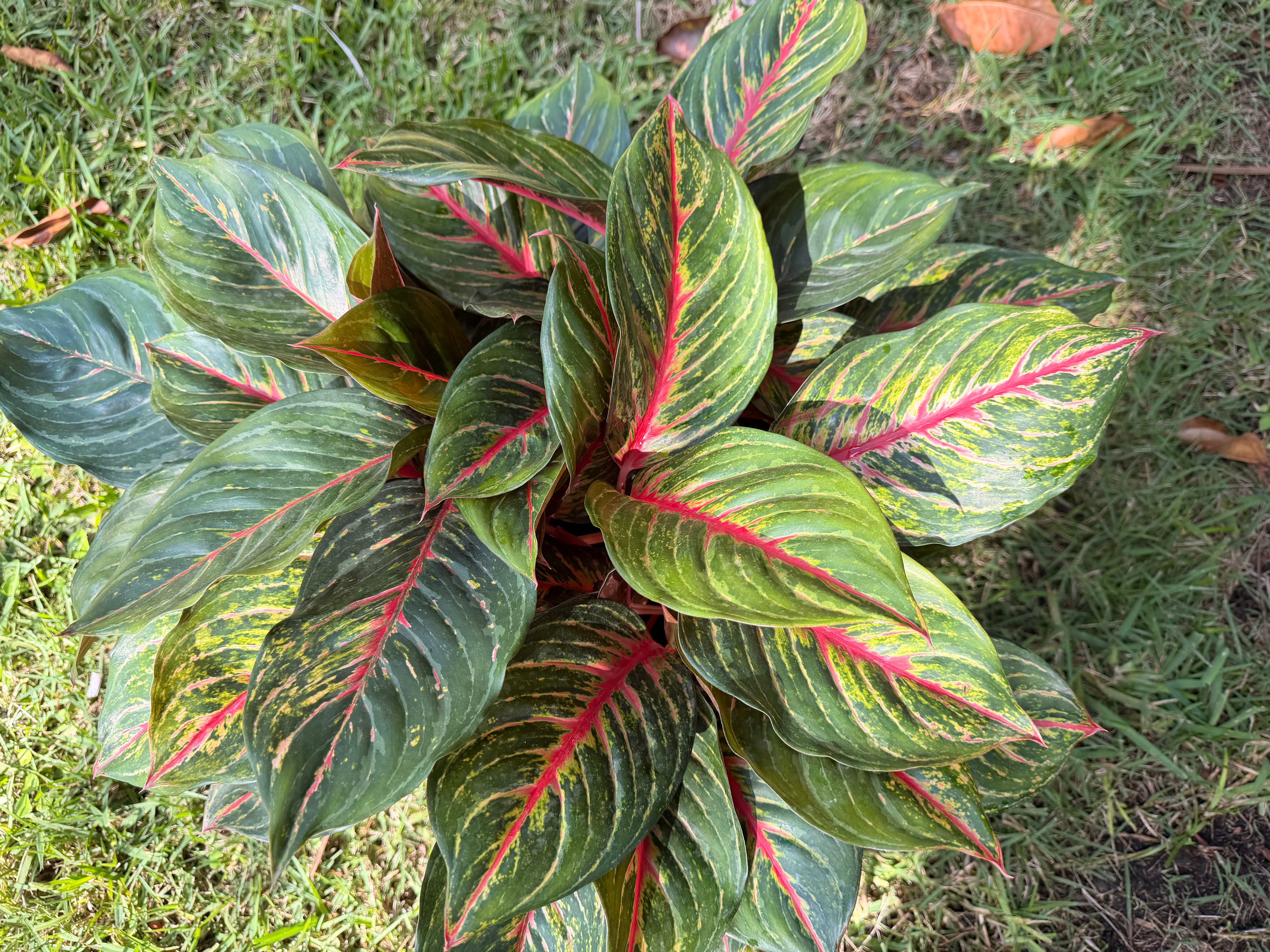 Aglaonema Rubi, 10" pot