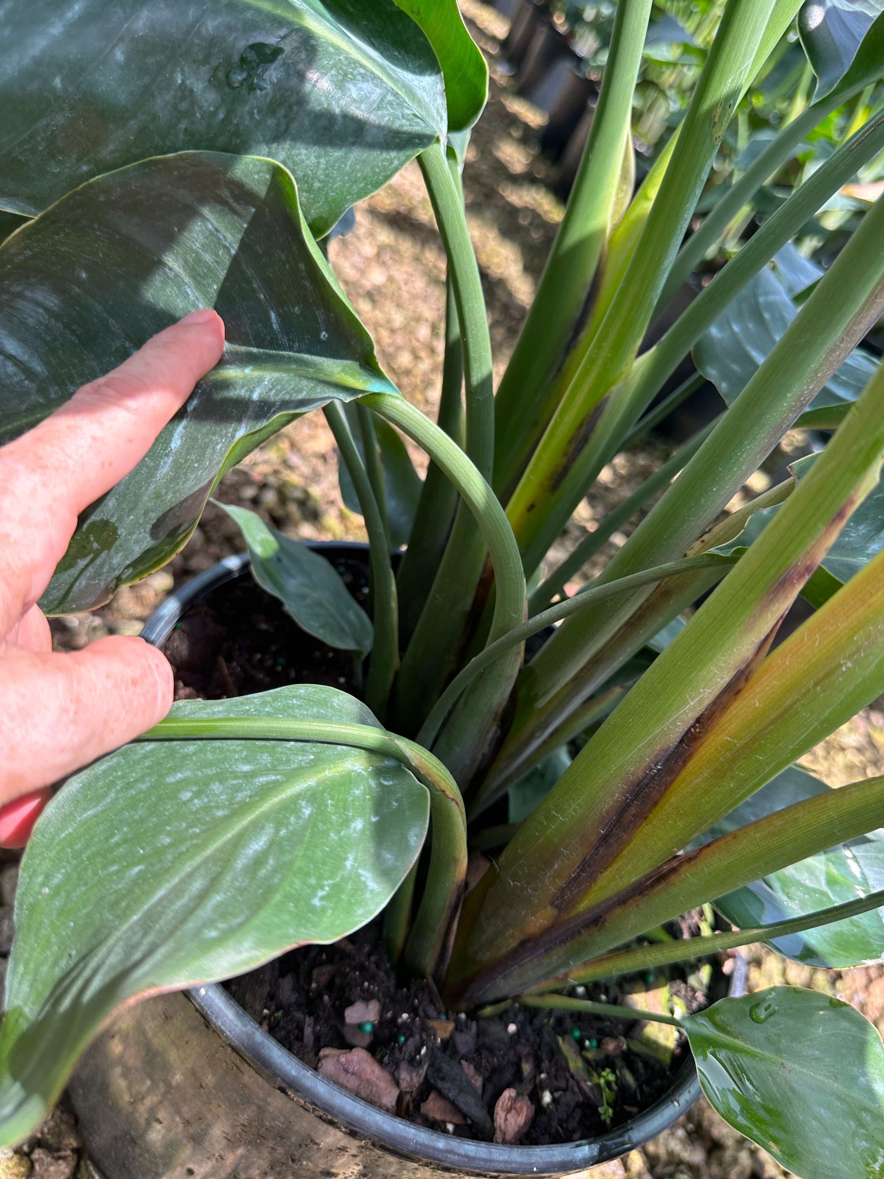 Bird of Paradise, 10” pot 4 plants per pot