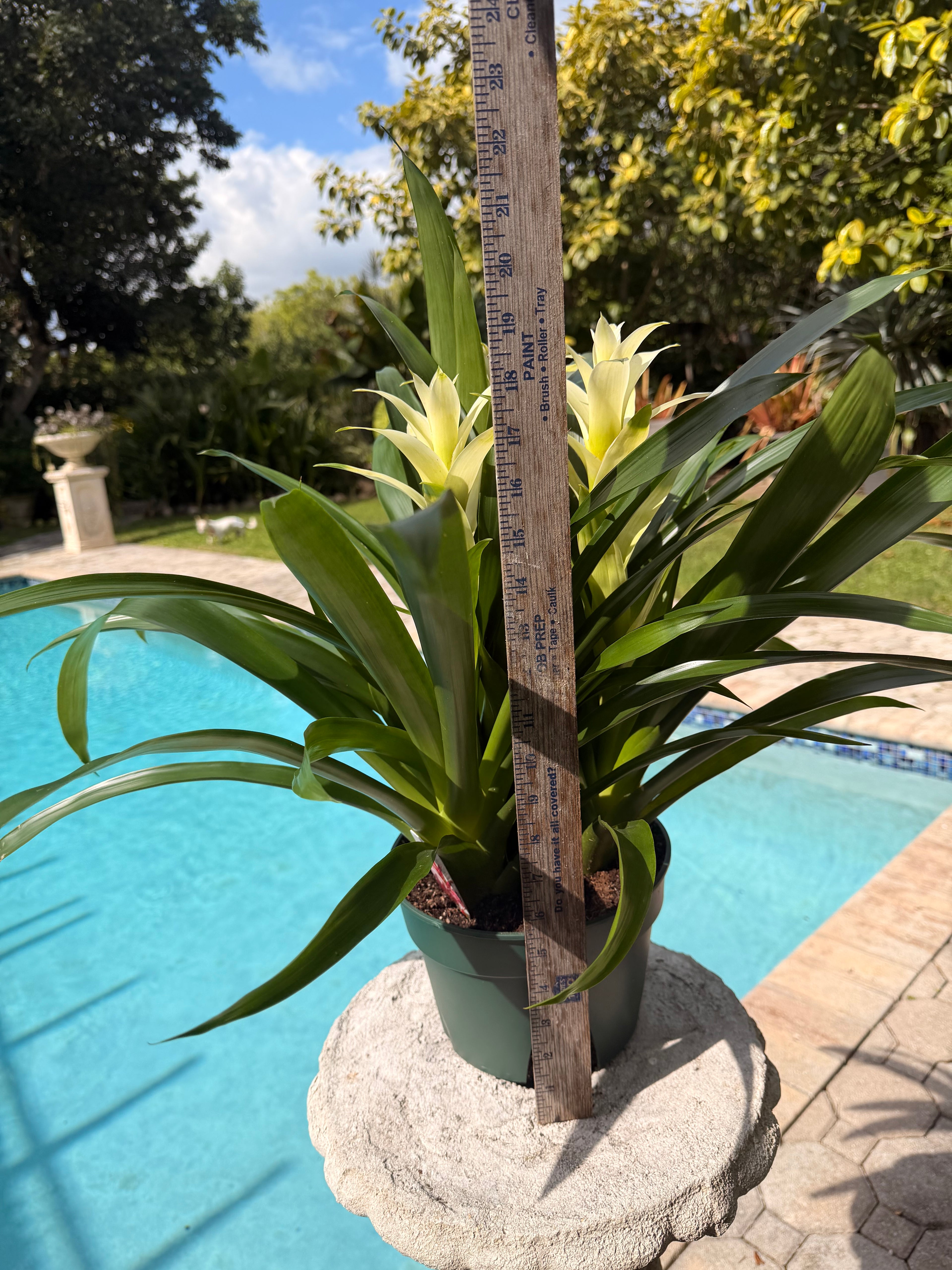 Guzmania planting, 8” pot. 3 white plants per pot