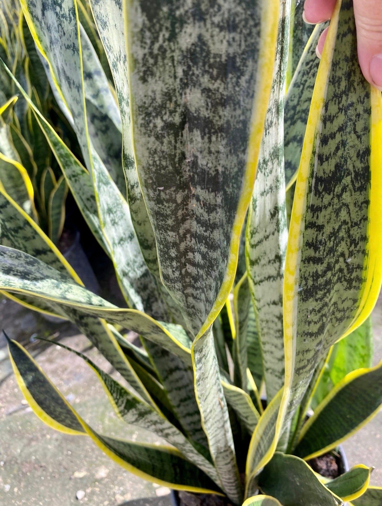 Sansevieria Laurentii, 10” pot