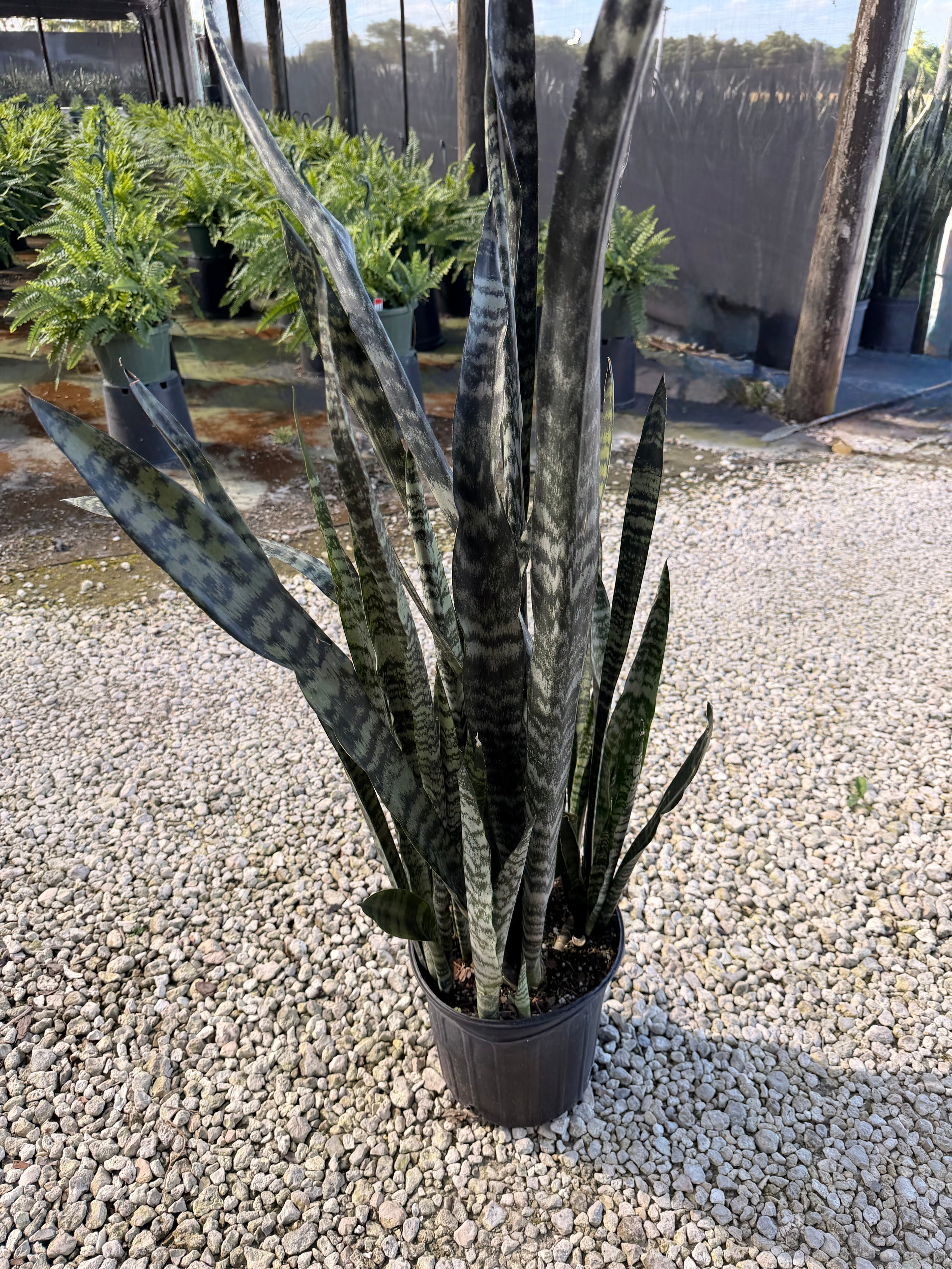 Sansevieria Wintergreen, 10” pot - Ships GROUND