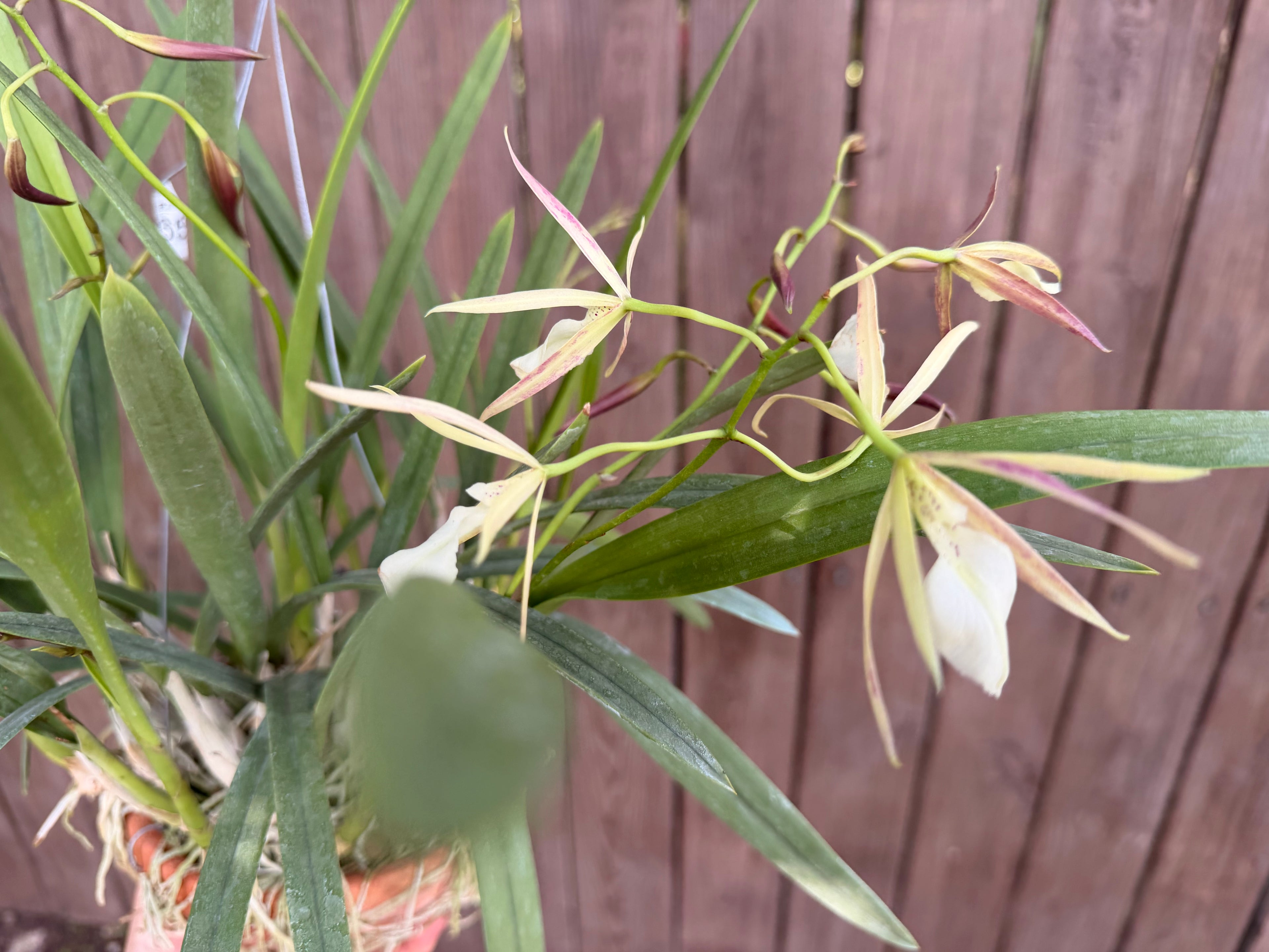 Brassavola nodosa in Thai orchid pot