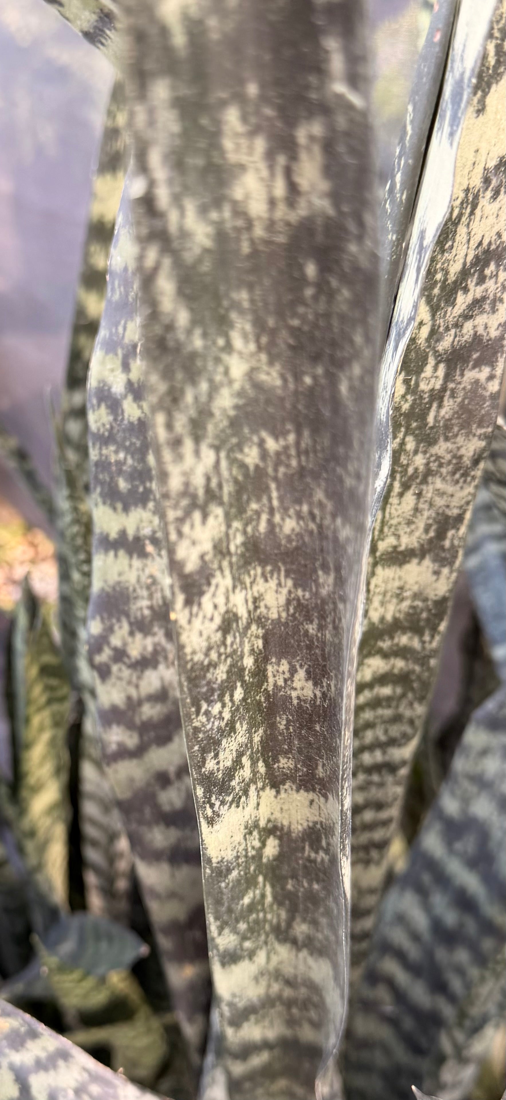 Sansevieria Wintergreen, 10” pot - Ships GROUND