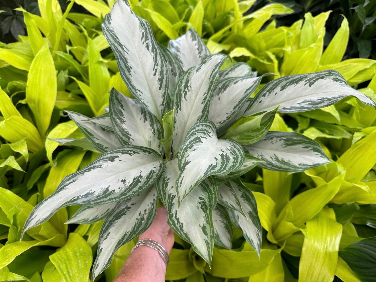 Aglaonema Crystal Bay, 6” pot