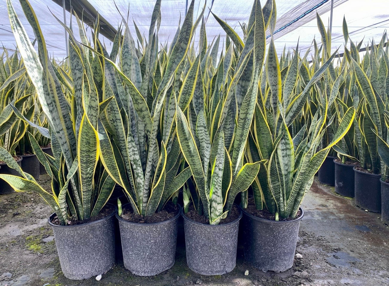 Sansevieria Laurentii, 10” pot