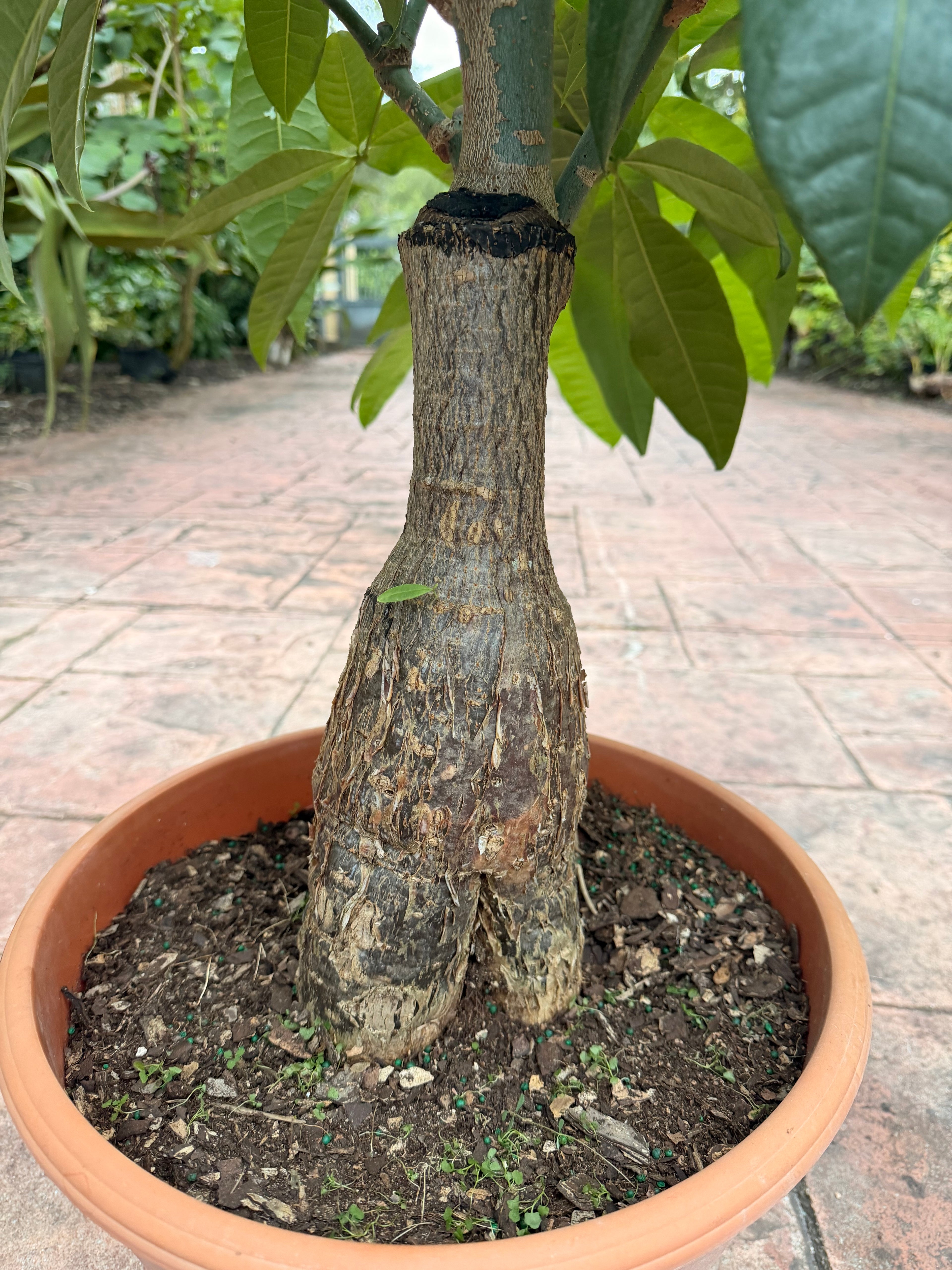 Money tree, thick short trunk, 14” pot