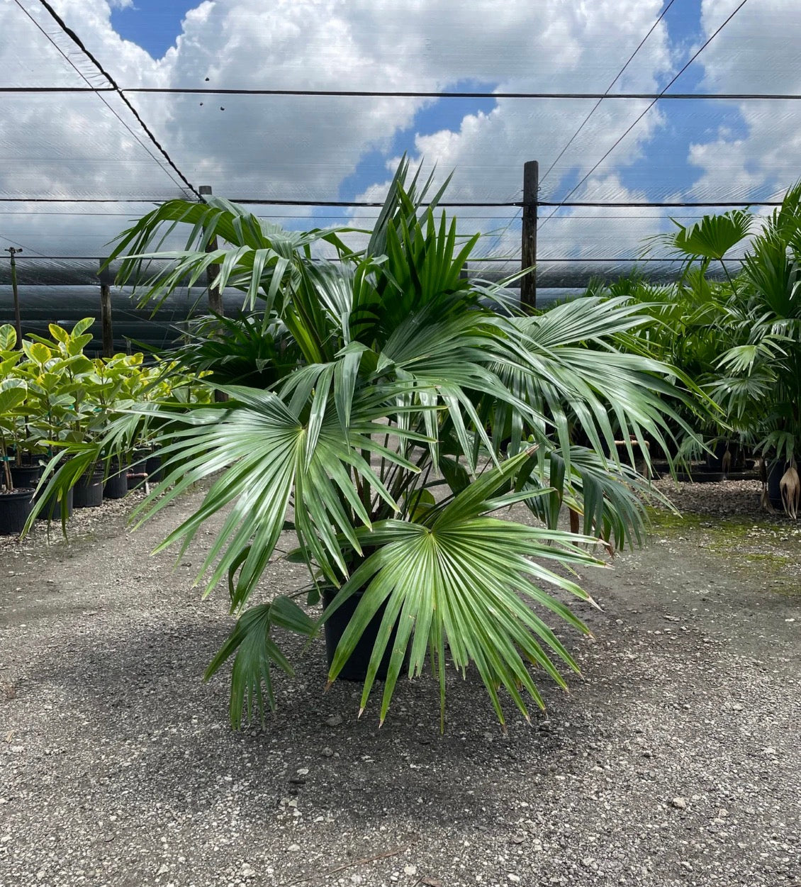 Chinese Fan Palm, 10” pot Livistonia chinensis