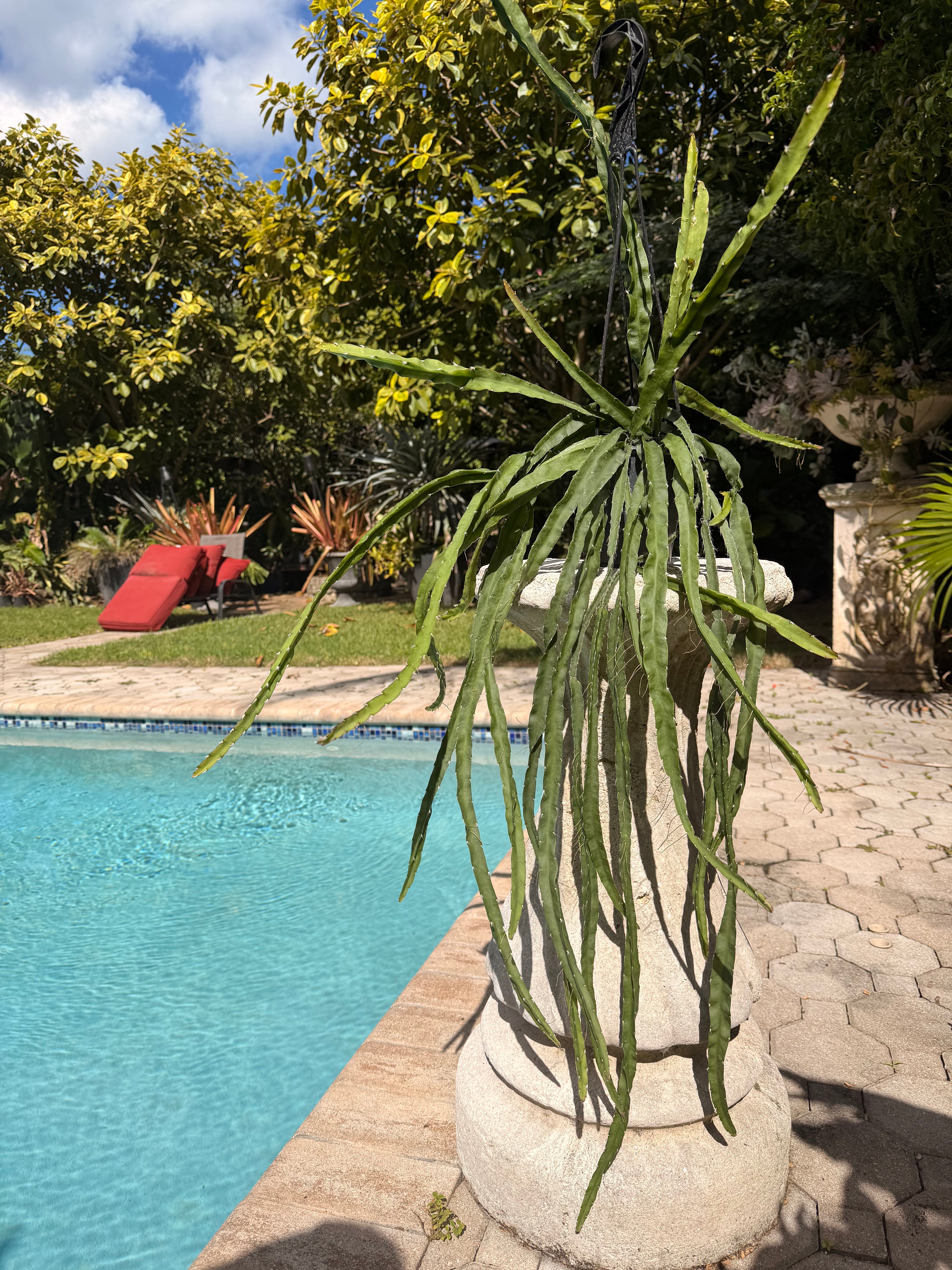Rhipsalis Cruciformis, 5” pot Large