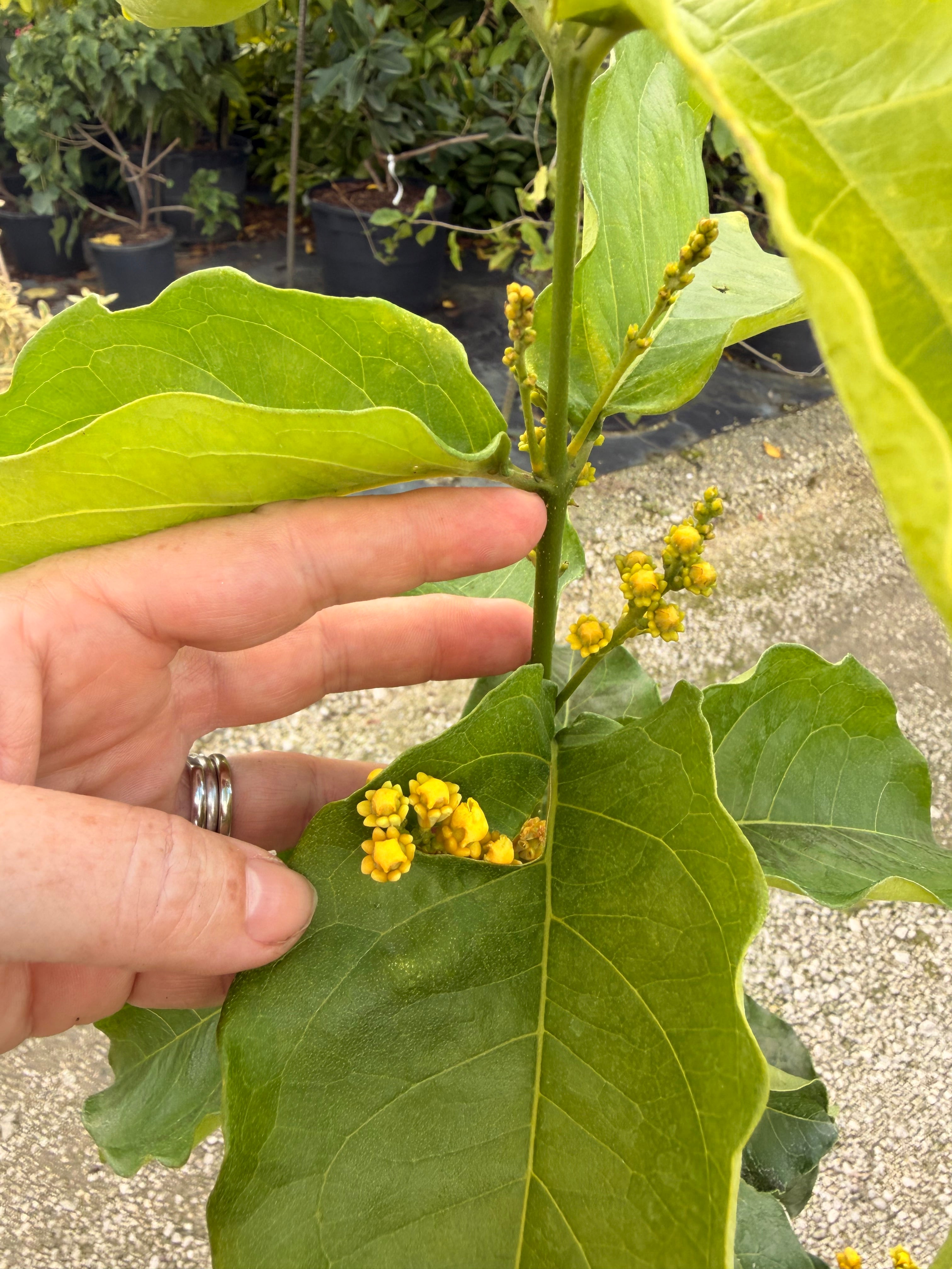 Peanut Butter tree, 10” pot - Bunchosia argentea