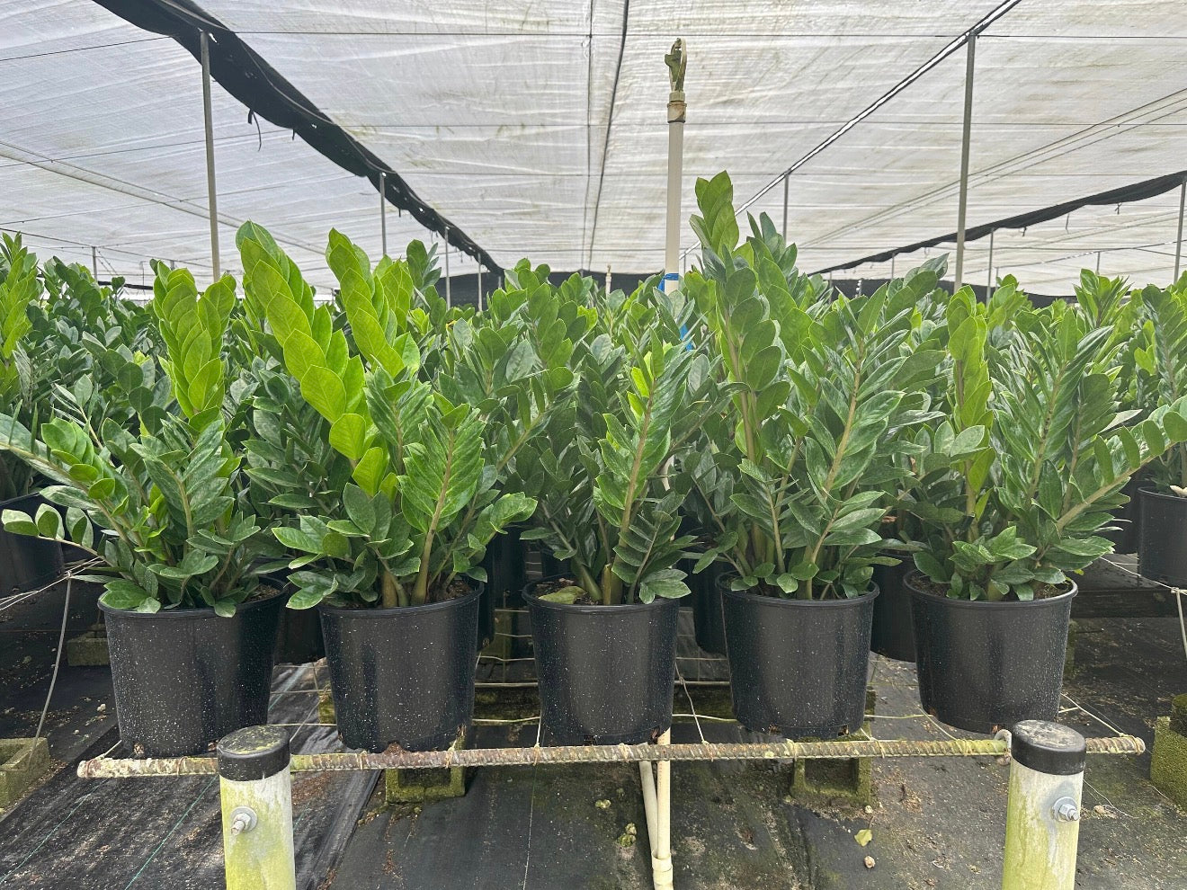 ZZ plant - Zamioculcas zamiifolia, 10” pot