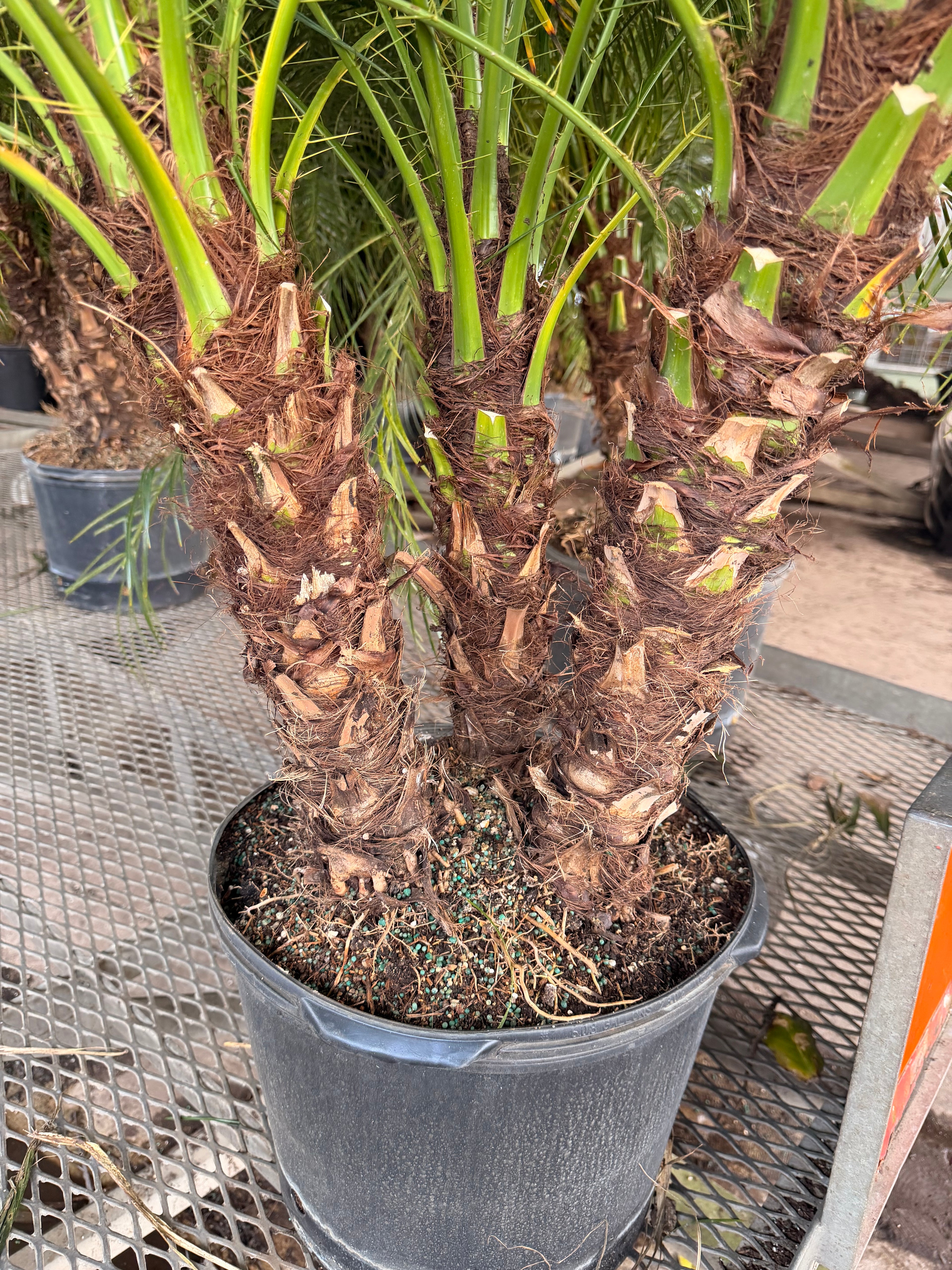 Roebelenii palm, Pygmy Date Palm, 14” pot