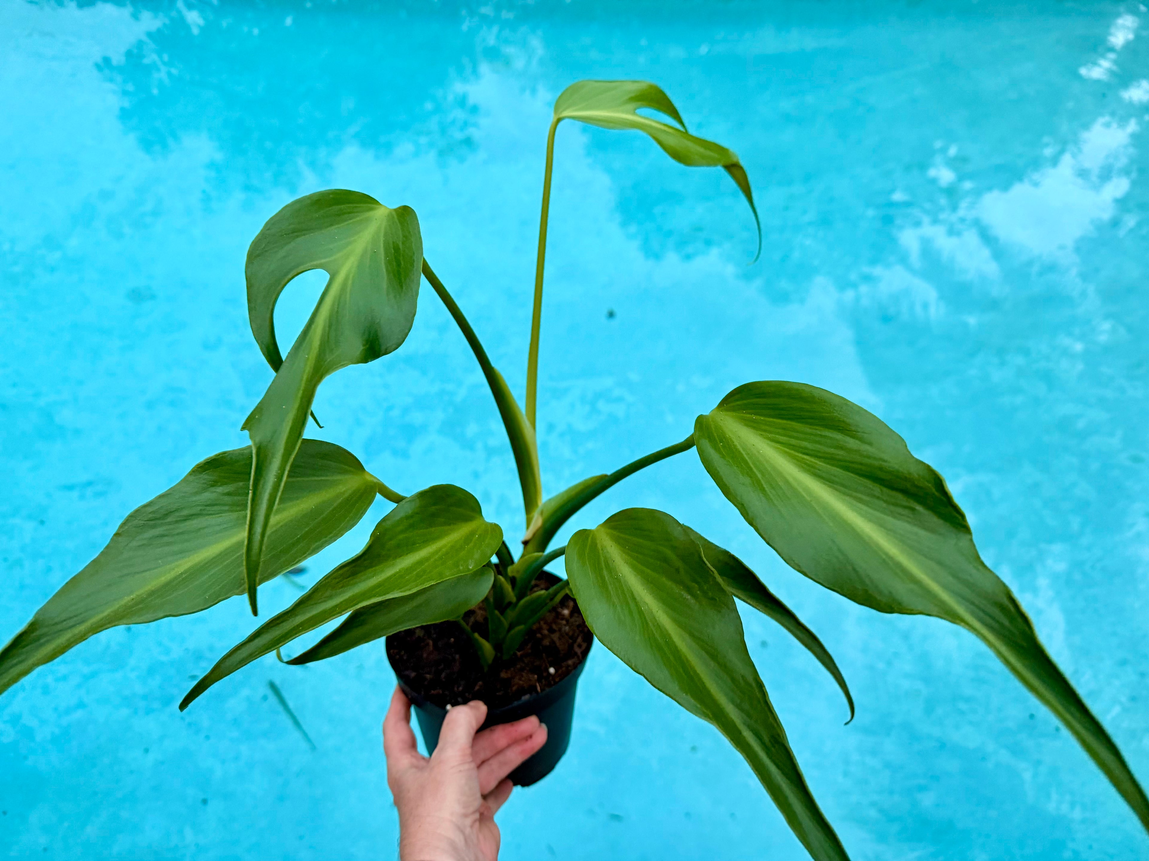 Monstera Burle Marx Flame, 6” pot