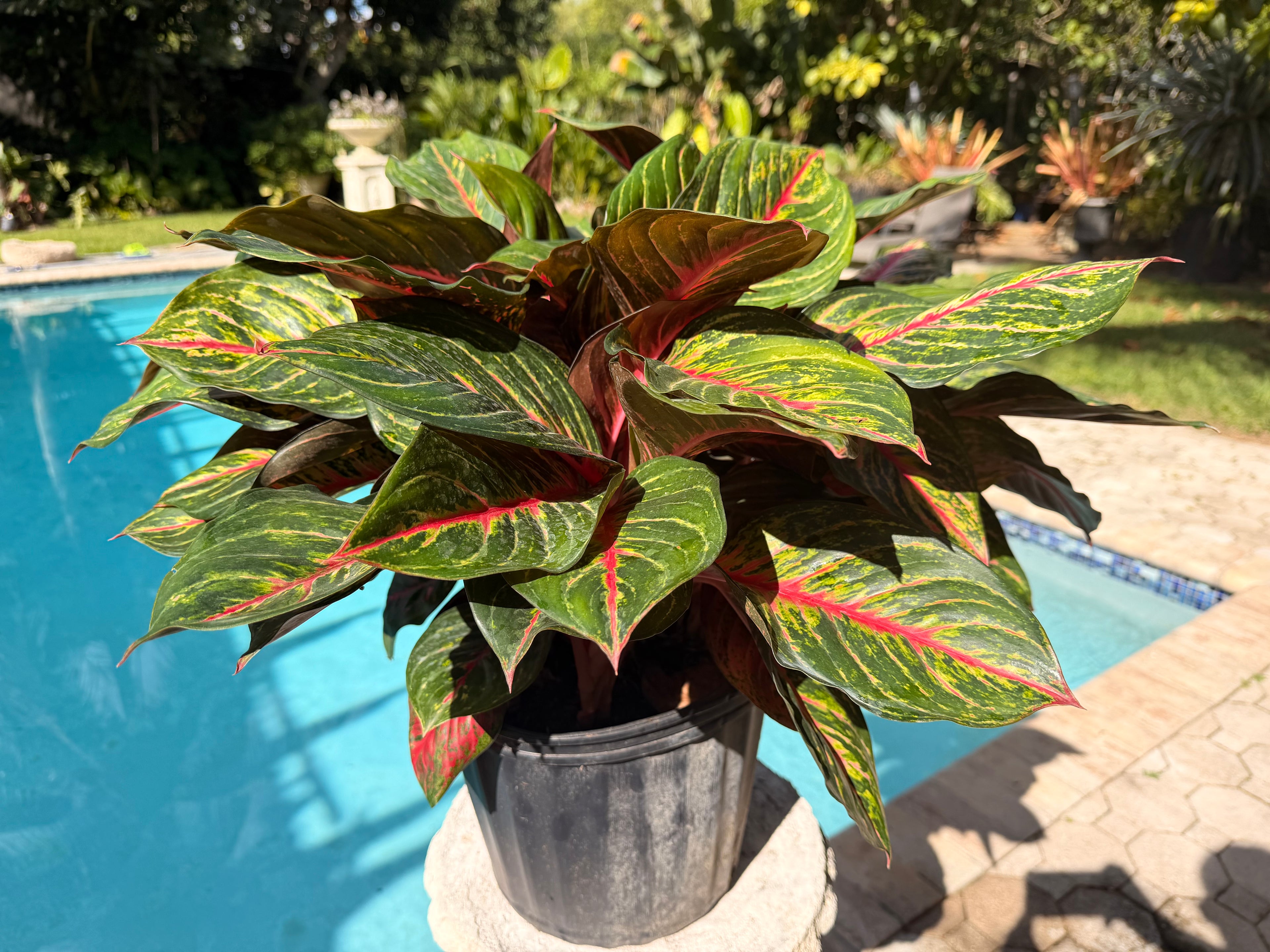 Aglaonema Rubi, 10" pot