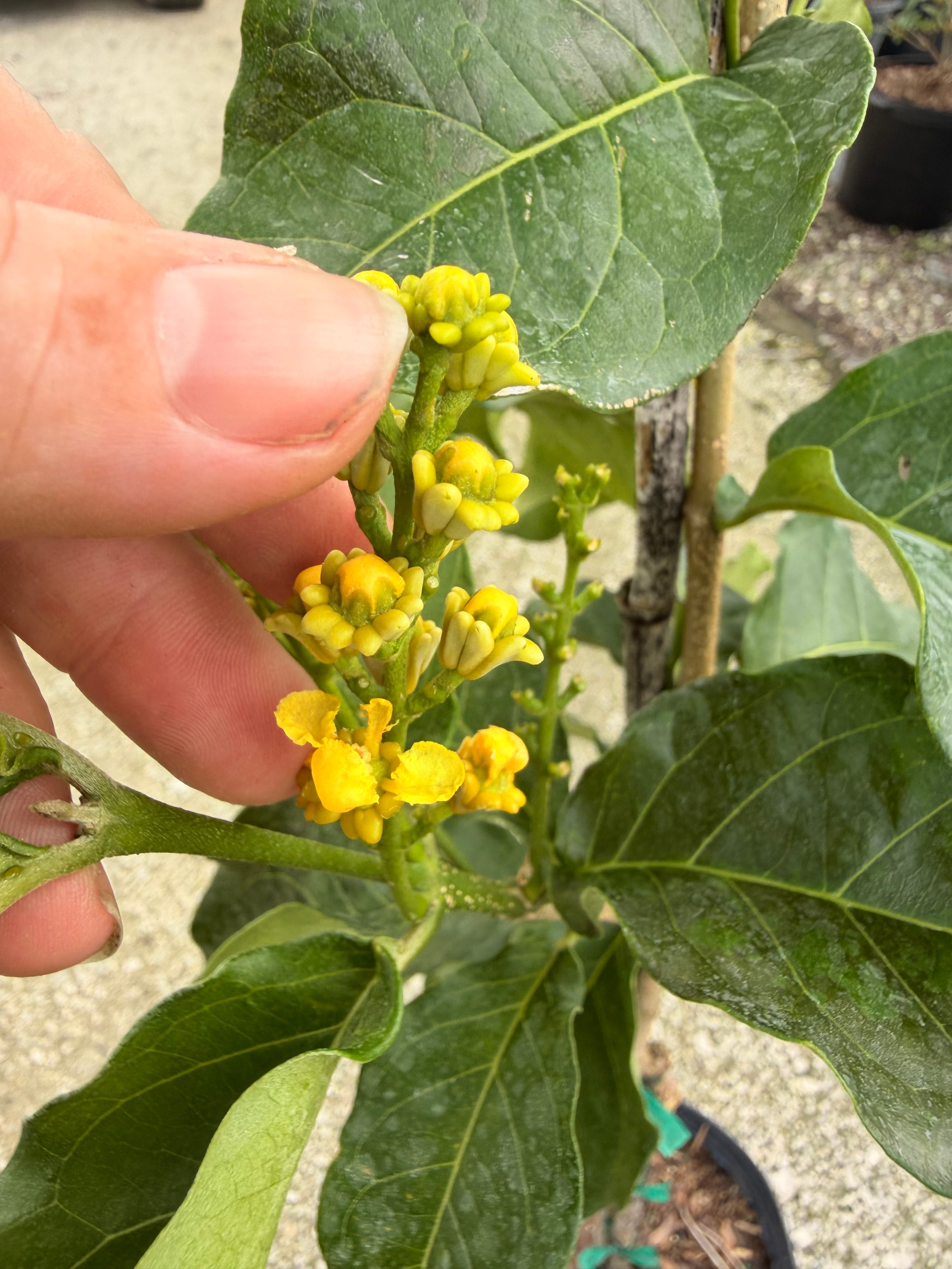 Peanut Butter tree, 10” pot - Bunchosia argentea