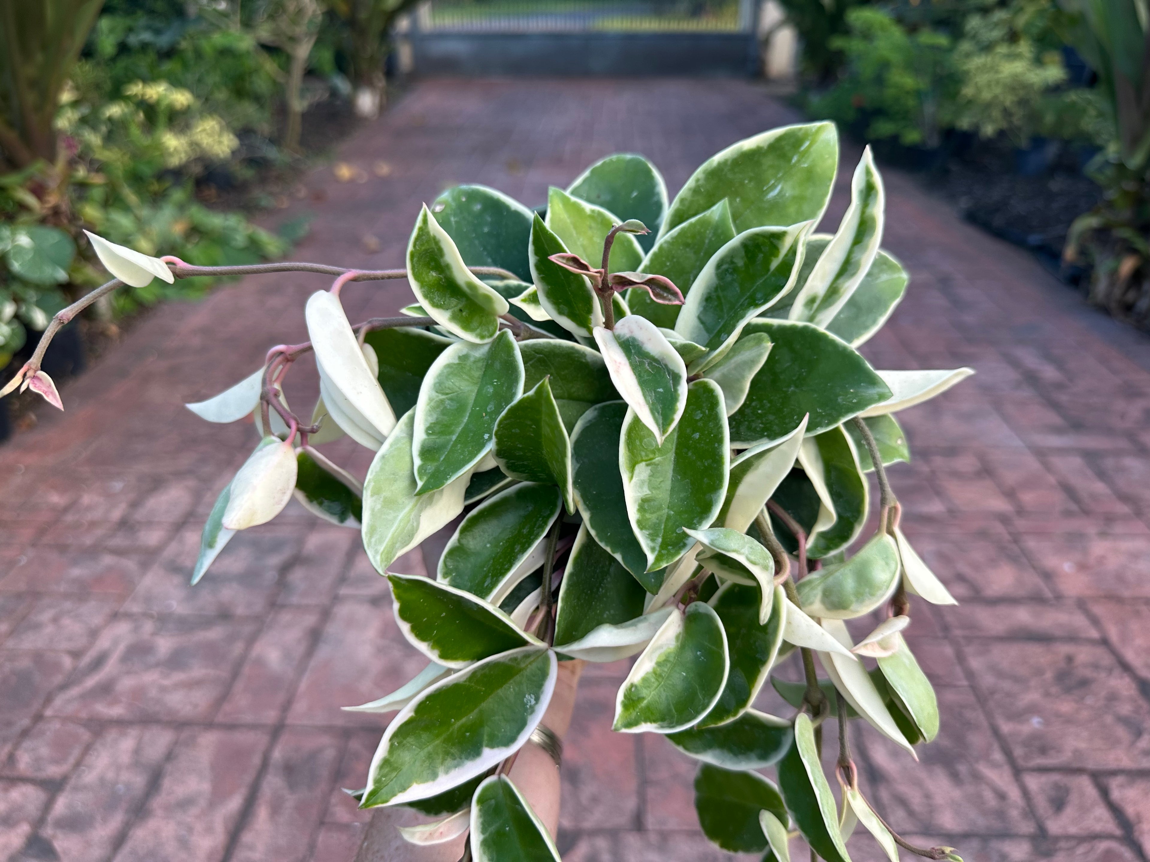 Hoya Krimson Queen, 6” pot