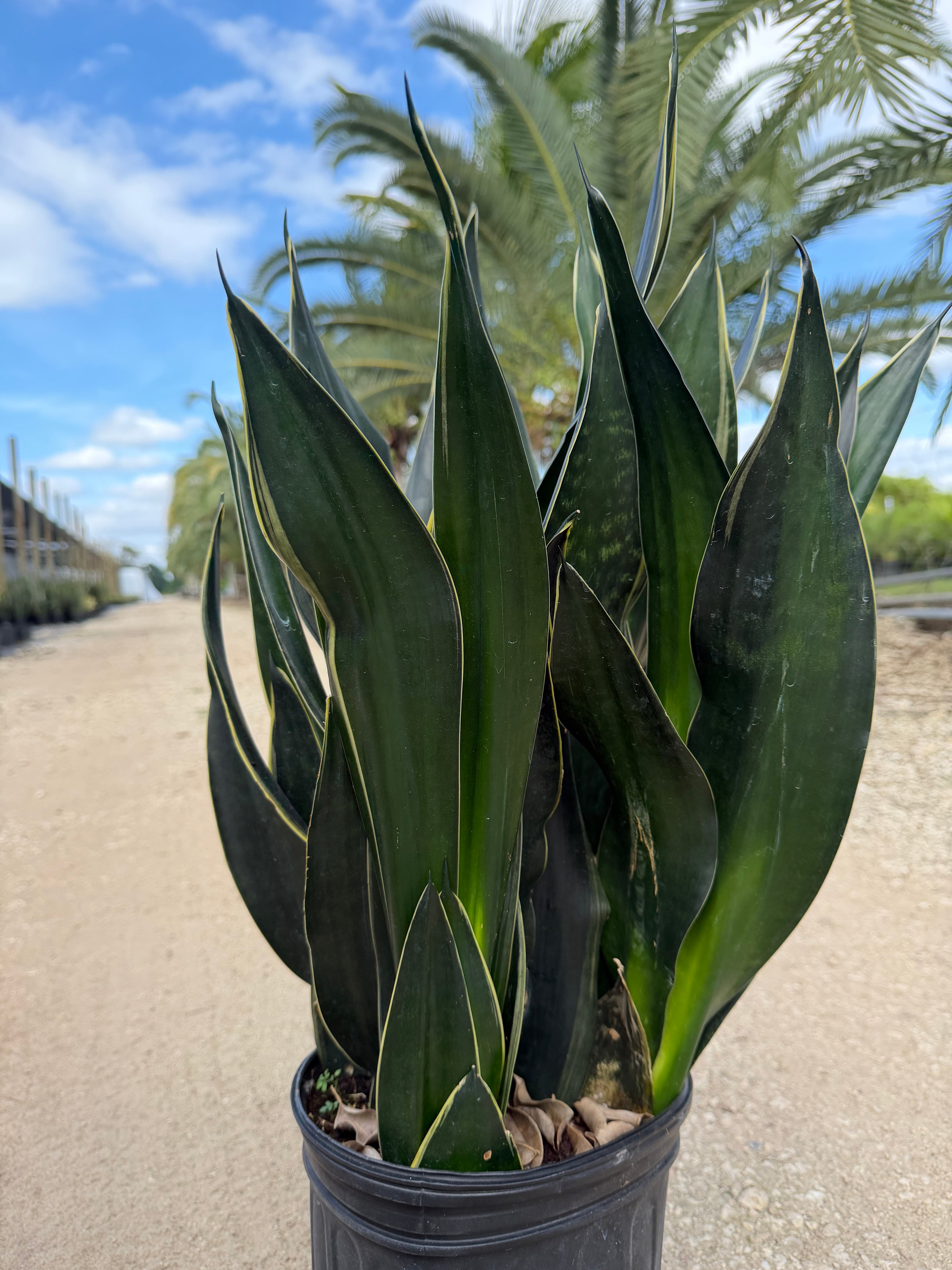 Sansevieria Fabi, 10” pot - Ships GROUND