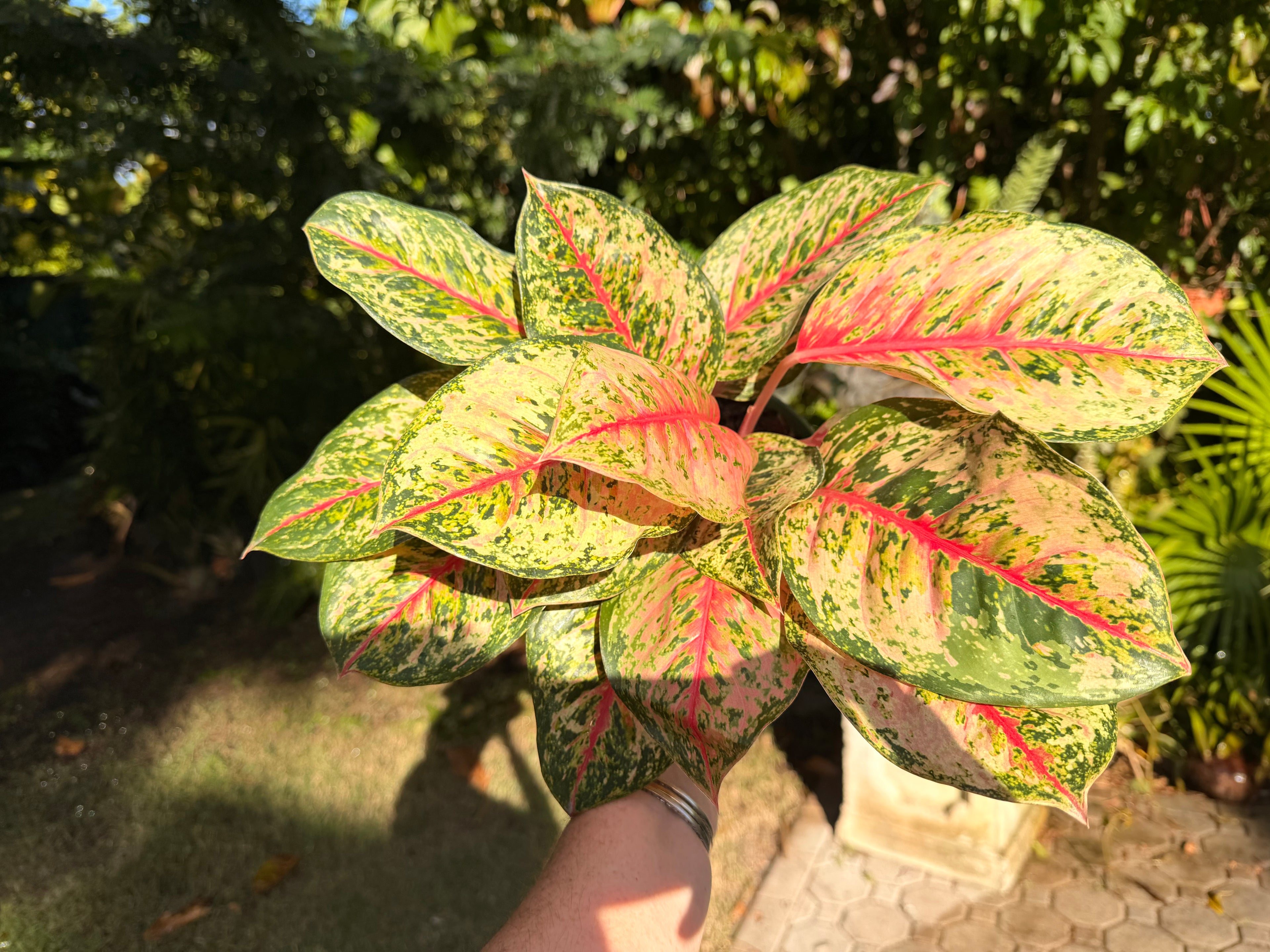 Aglaonema Crosbys Christmas, 6” pot