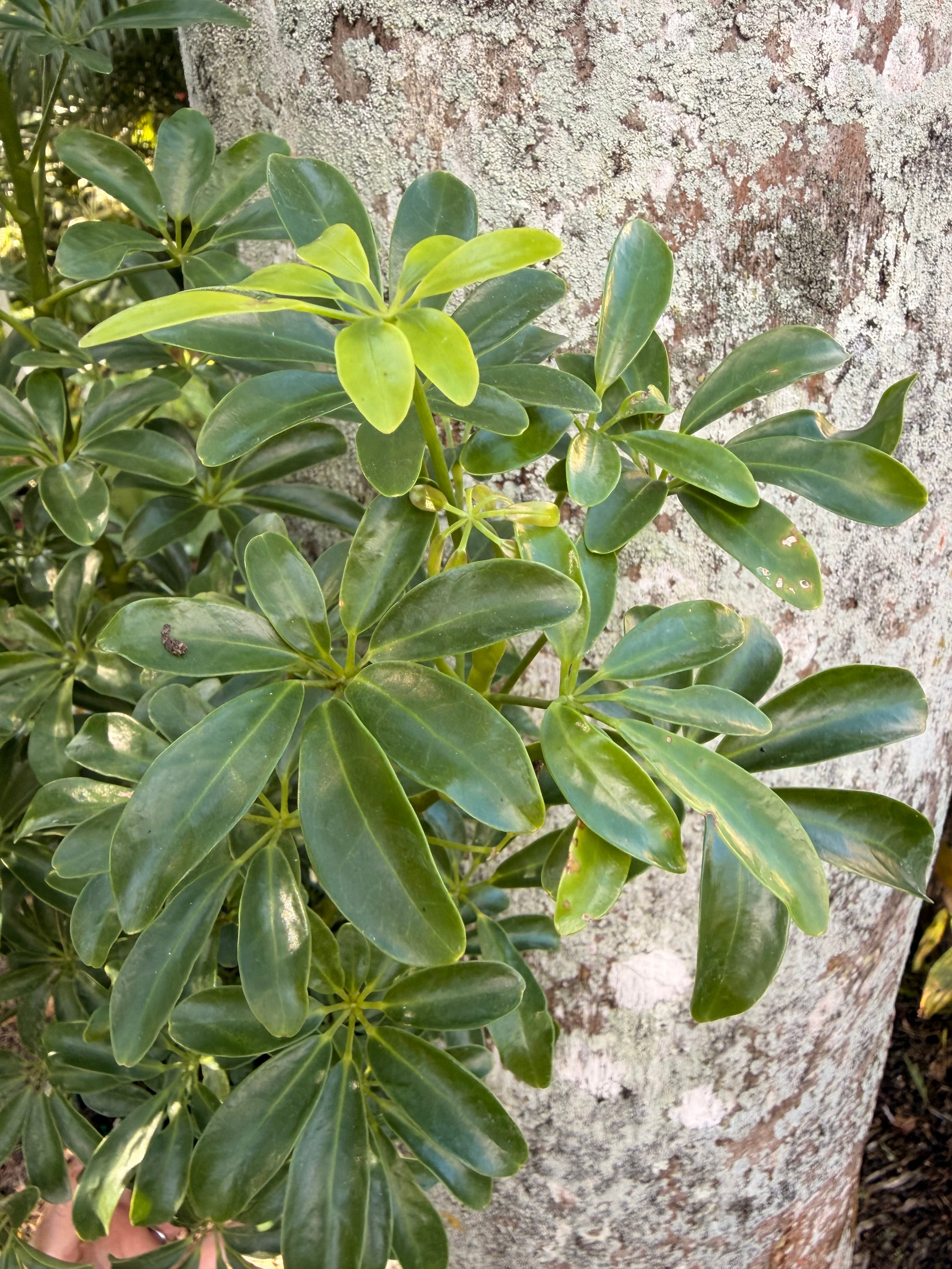 Schlefflera arboricola Dwarf, 6” pot