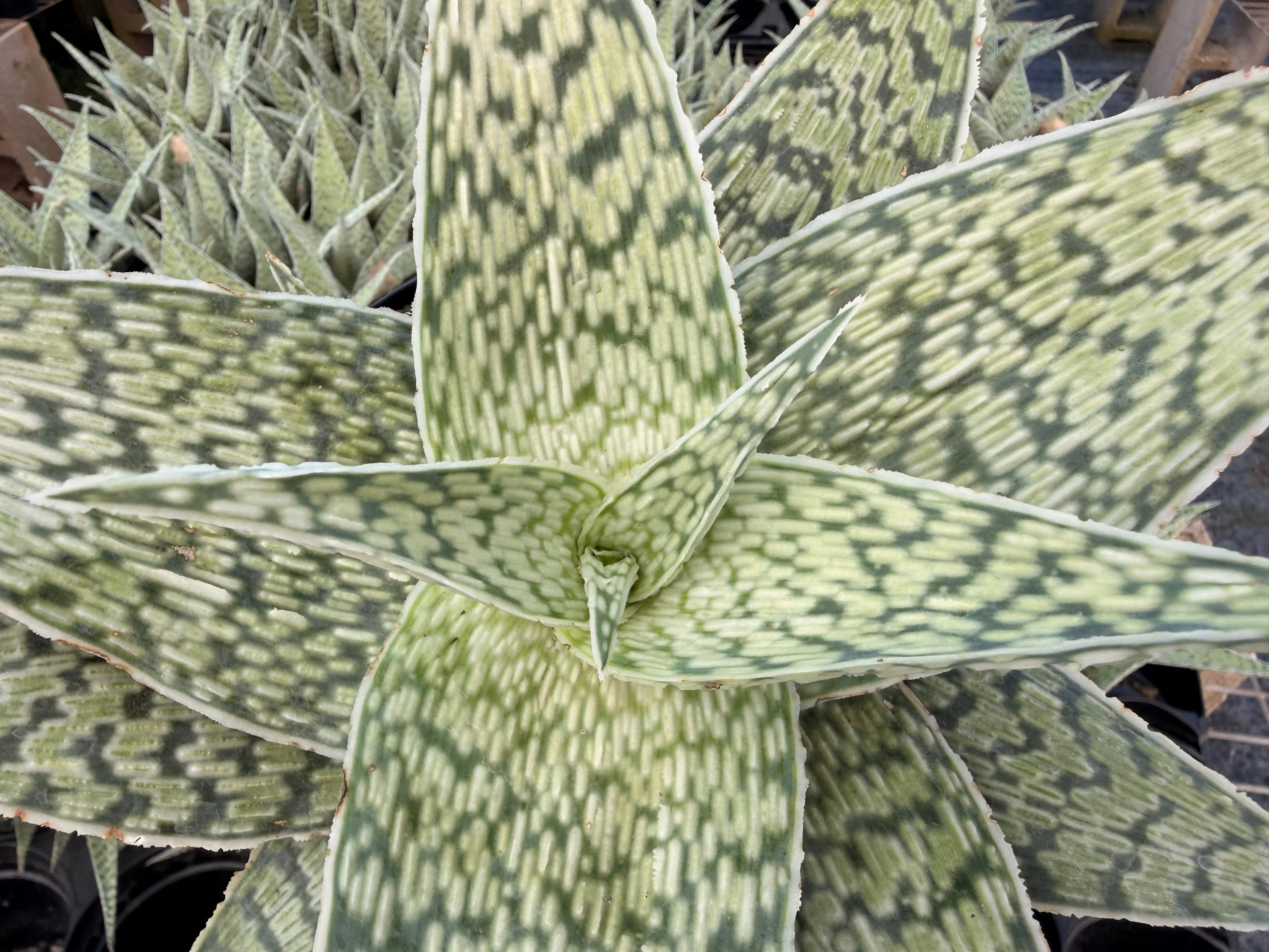 Aloe Delta Lights, 6” pot