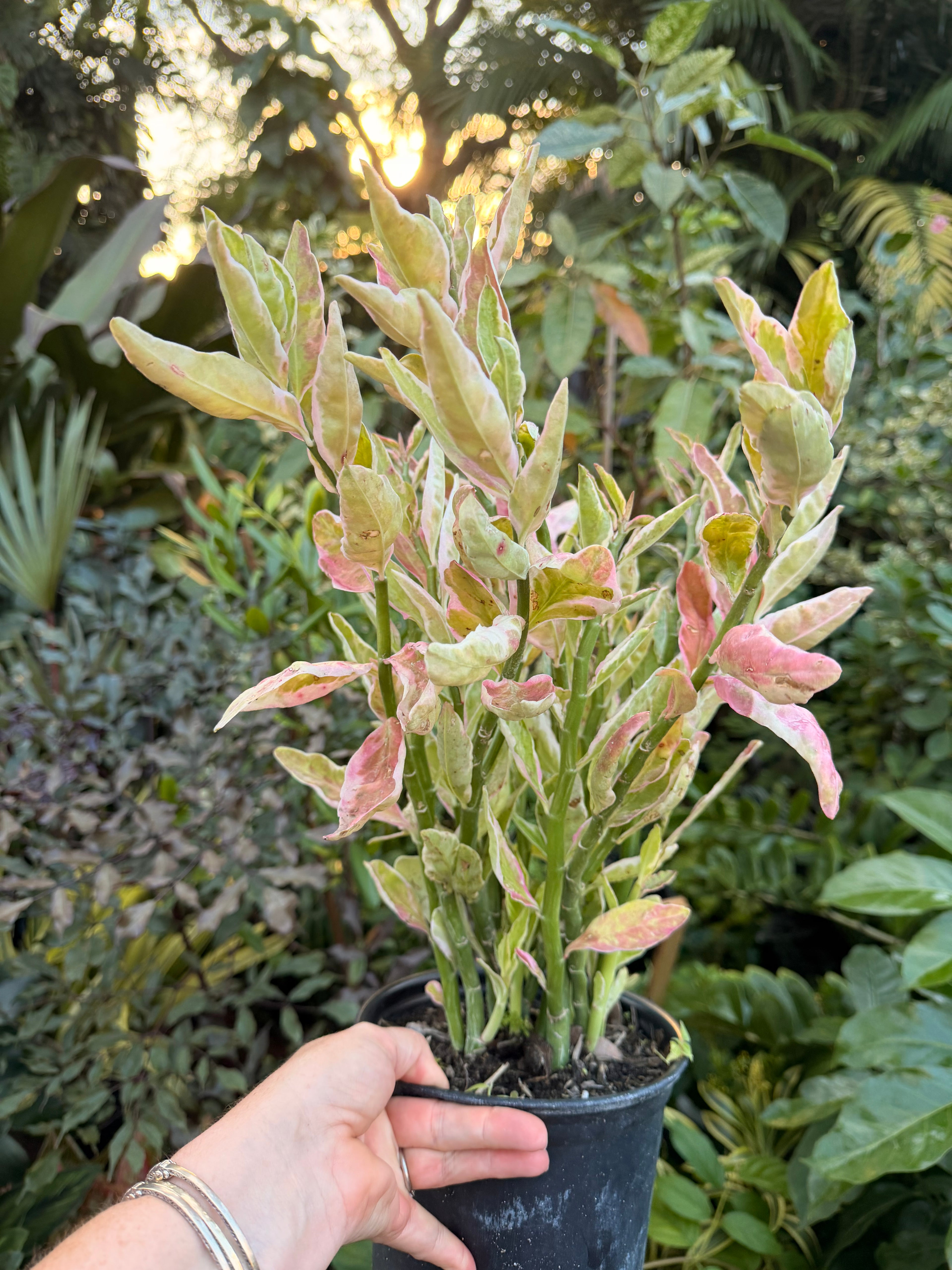 Devils Backbone plant, Zig Zag plant, 1 g/deep 6” pot