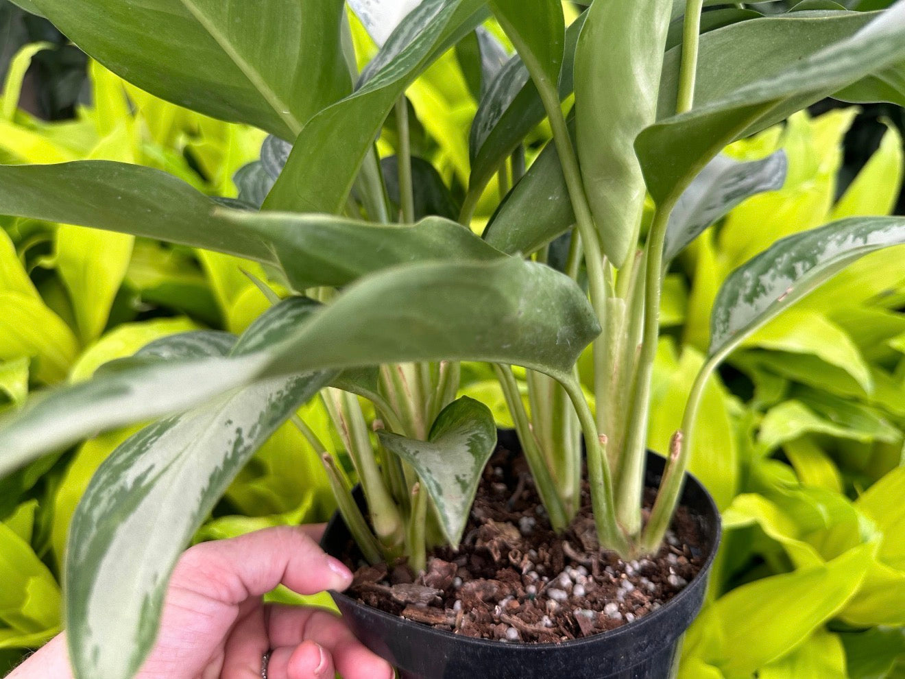 Aglaonema Crystal Bay, 6” pot