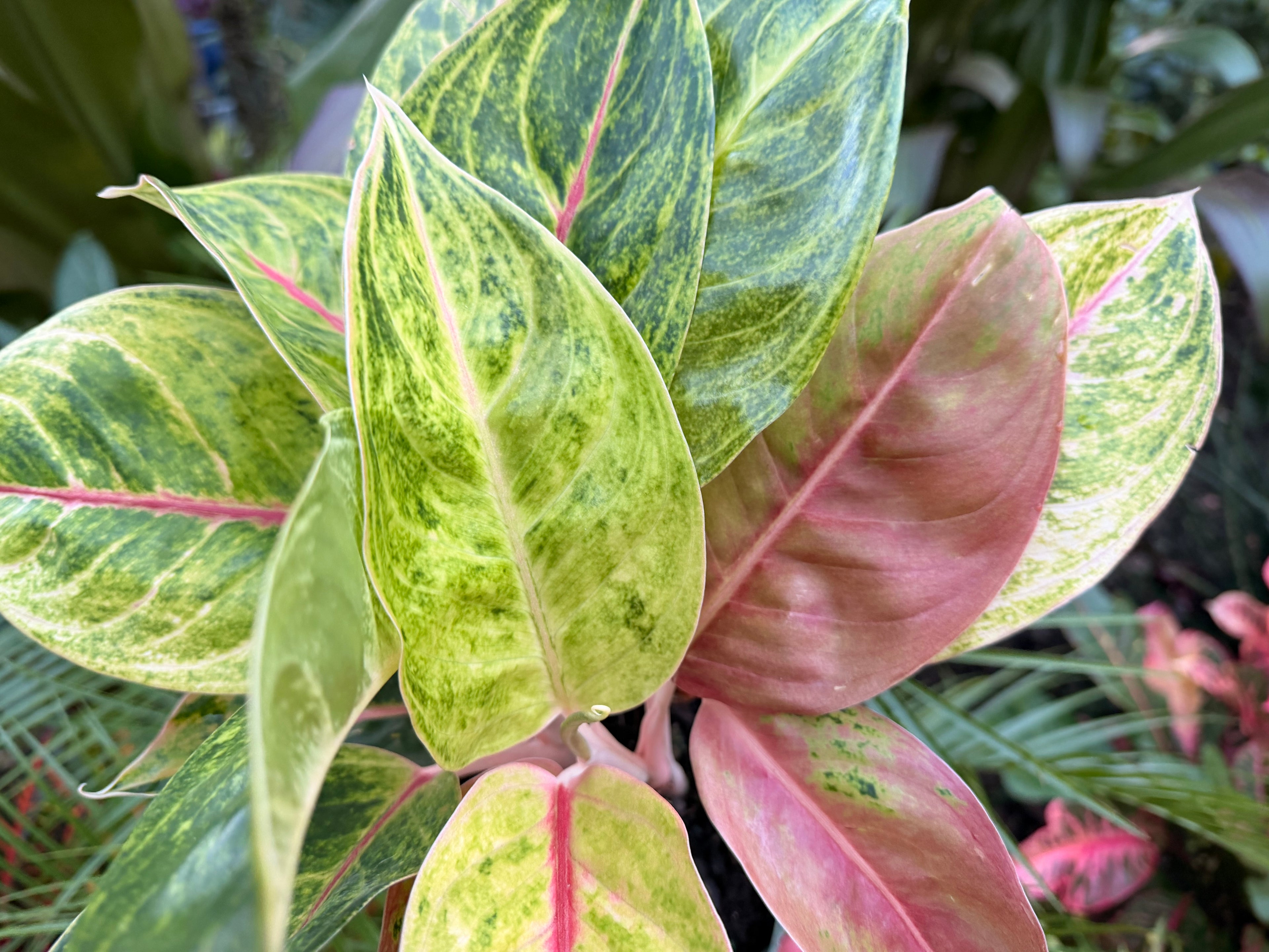 Aglaonema Green Papaya, 6” pot