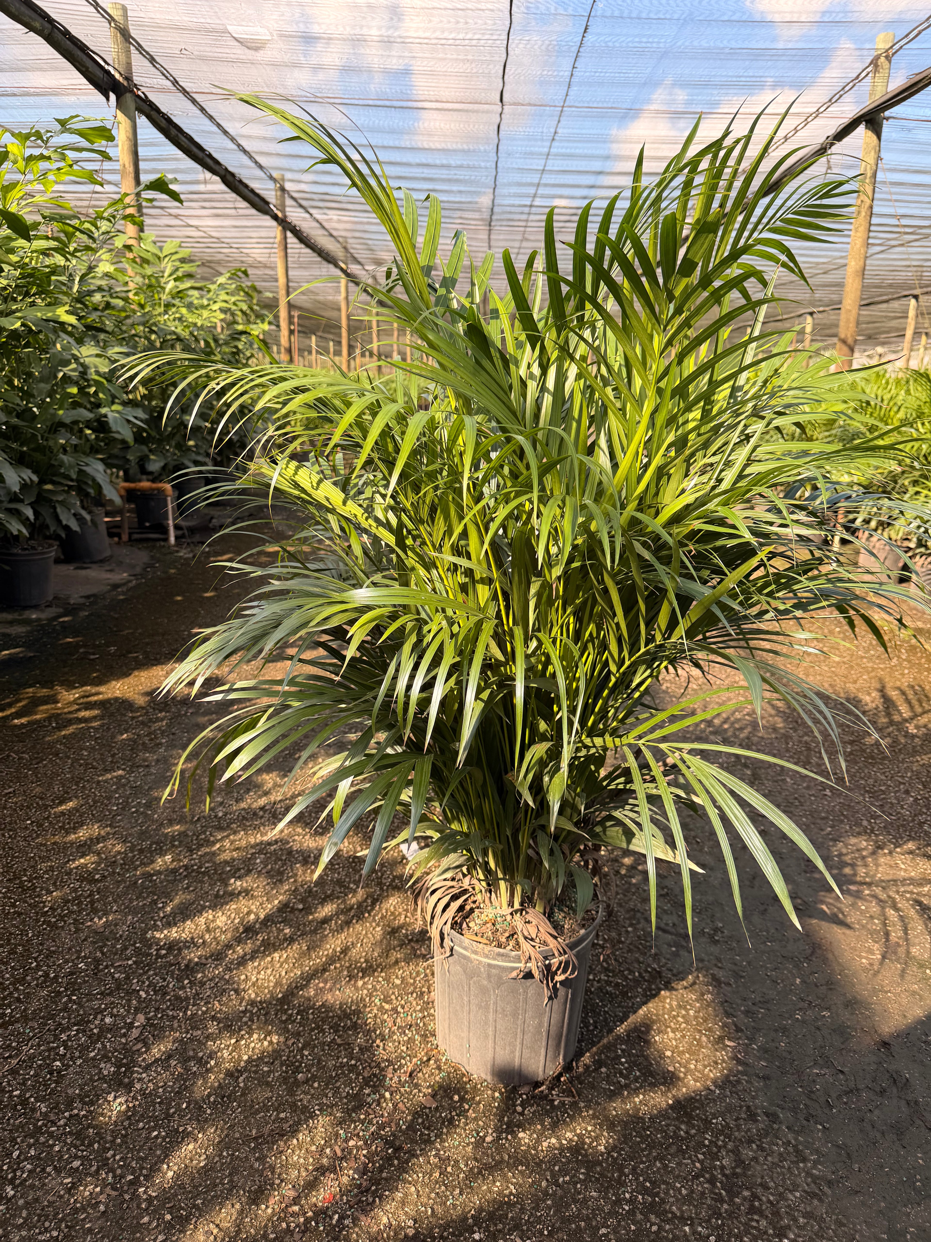 Areca Supreme, 10” pot 40-46” tall