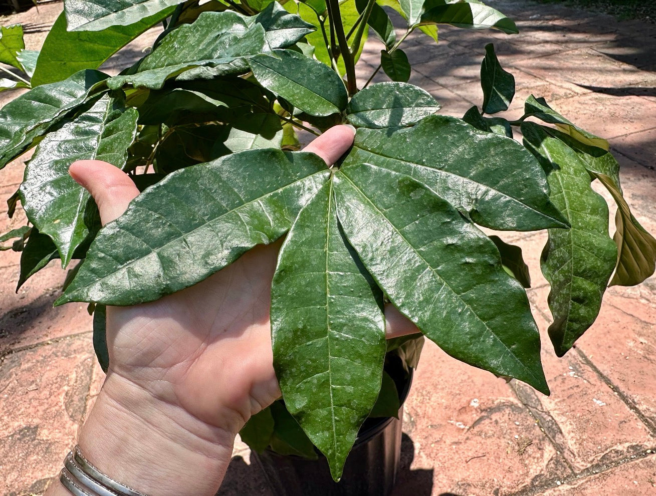 Natal Mahogany, 10” pot Tall