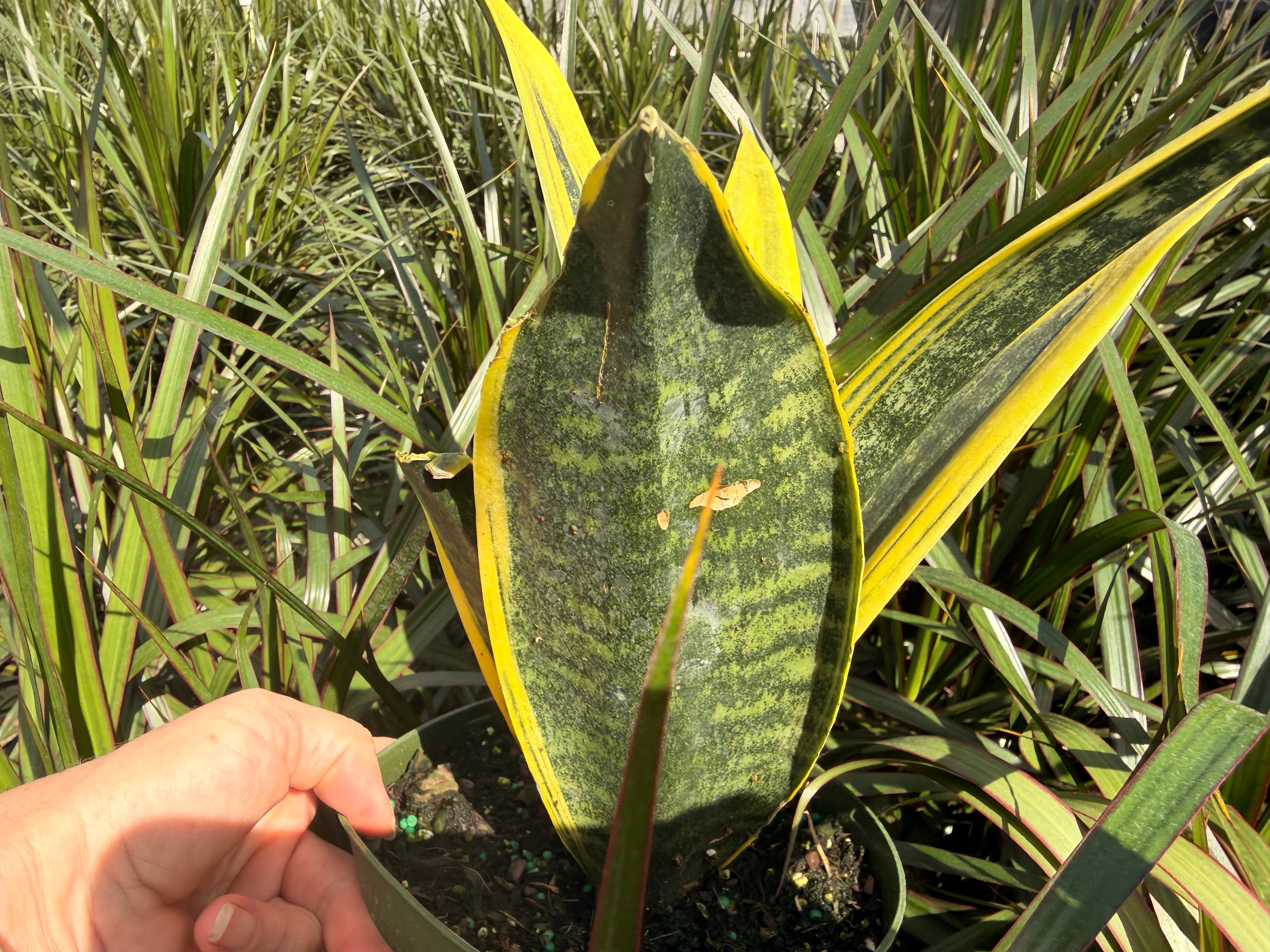 Sansevieria Golden Flame, 6” pot