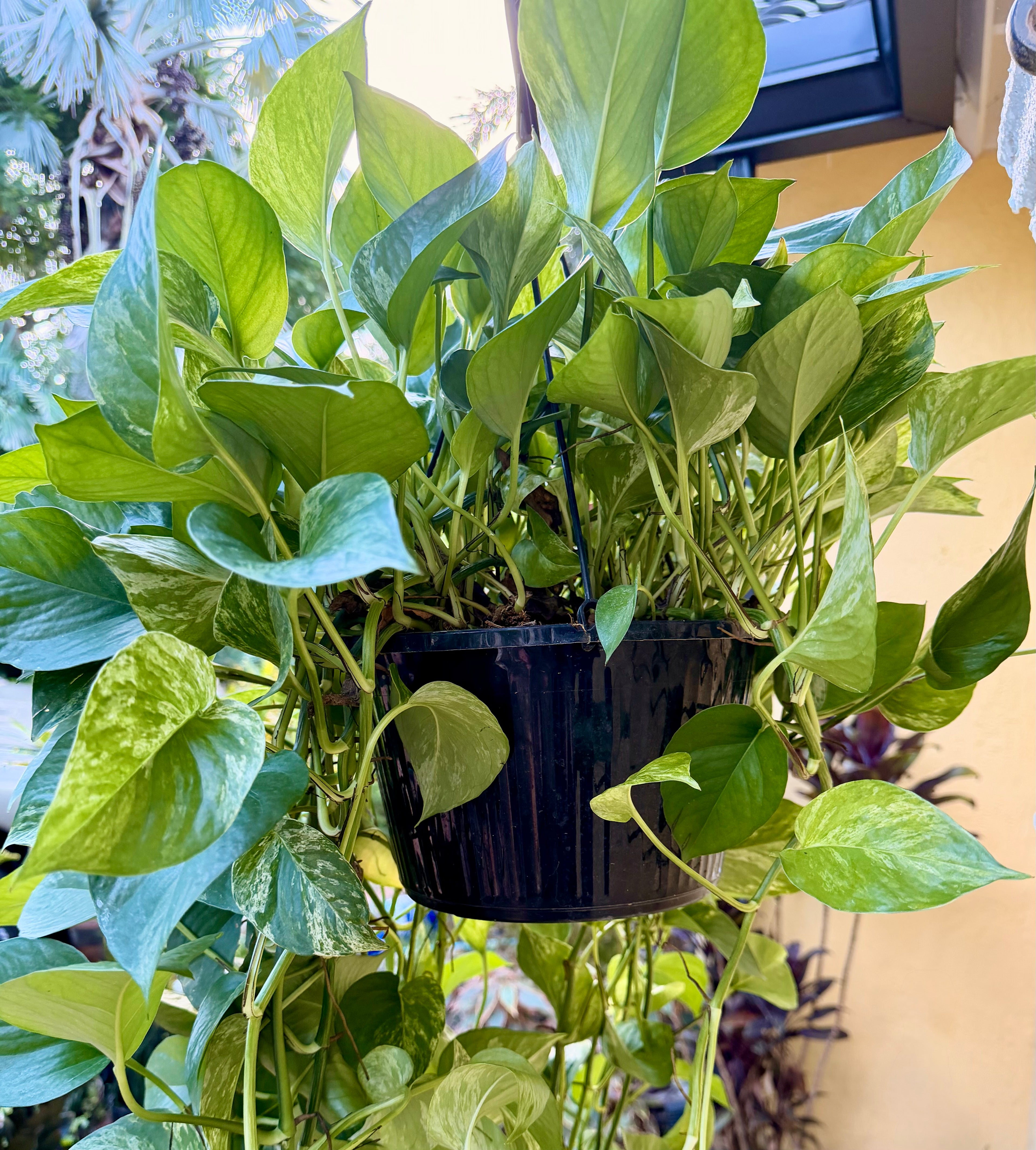 Marble Queen photos, 8” pot XL