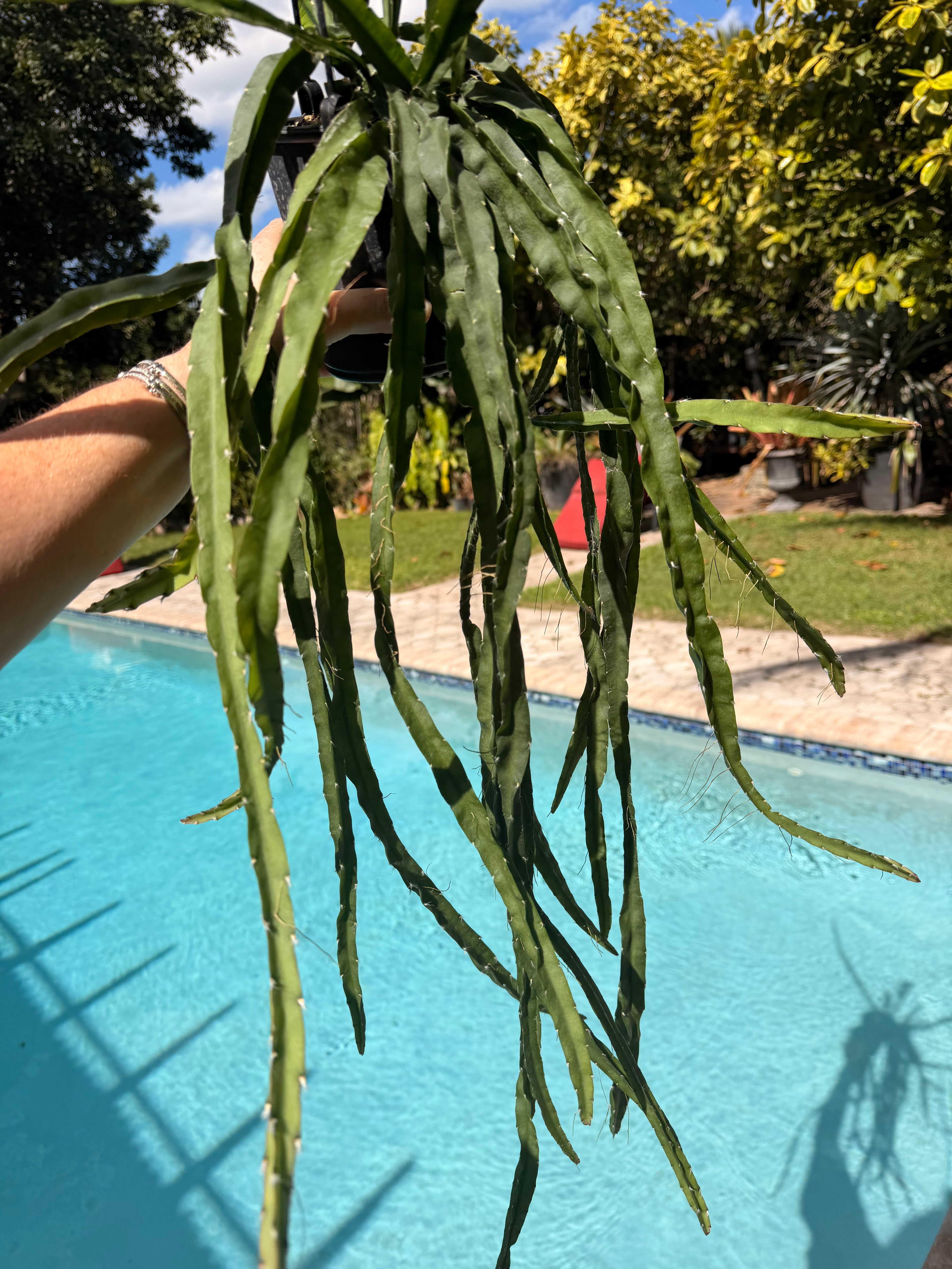 Rhipsalis Cruciformis, 5” pot Large