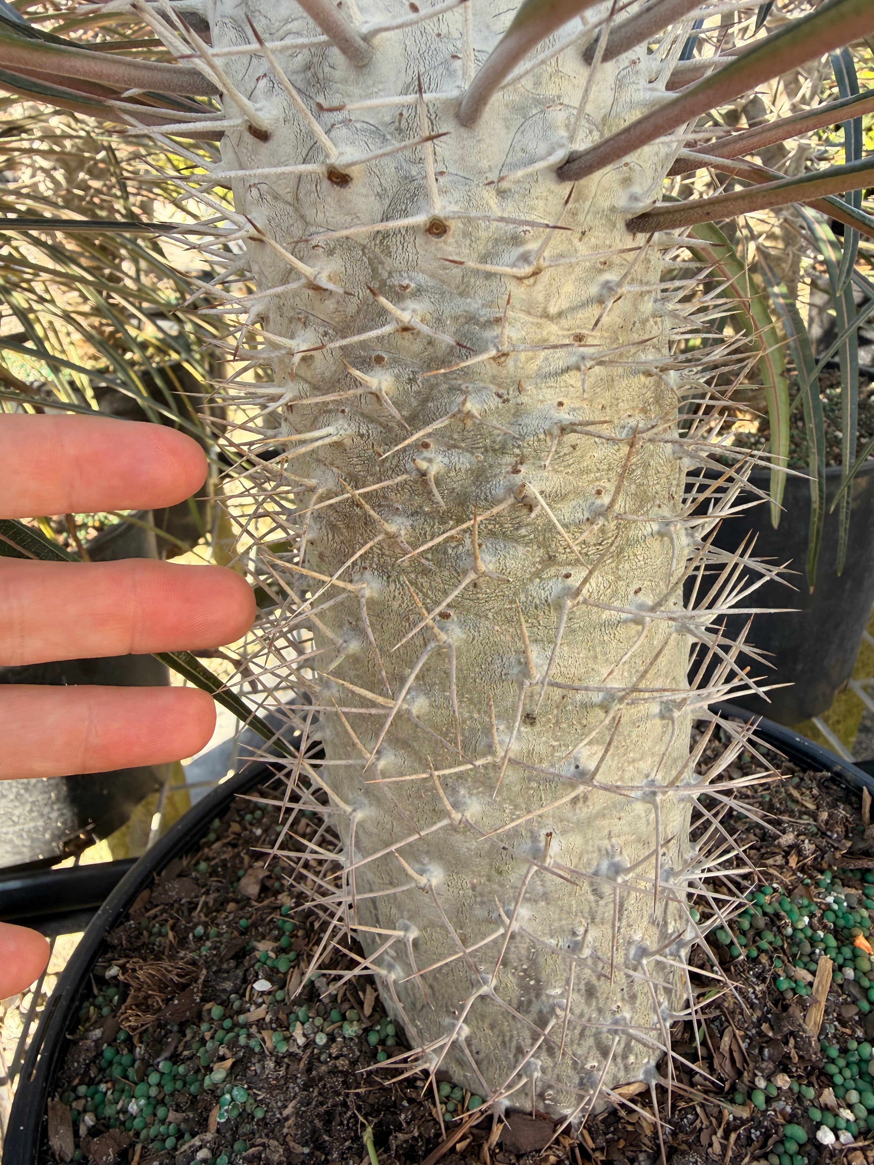 Madagascar palm, 10” pot - Pachypodium geayi