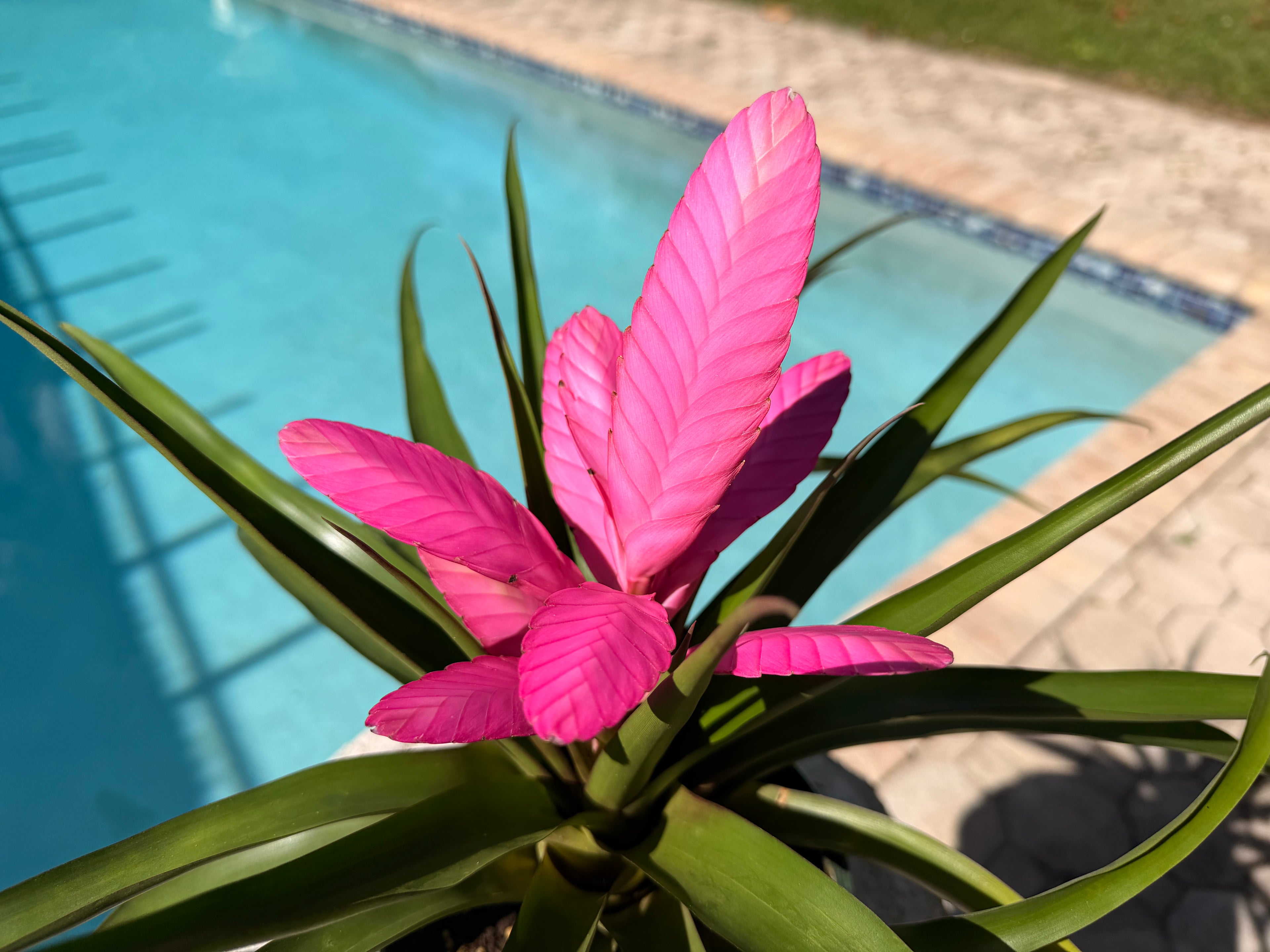 Tillandsia ‘Antonio’, 5” pot