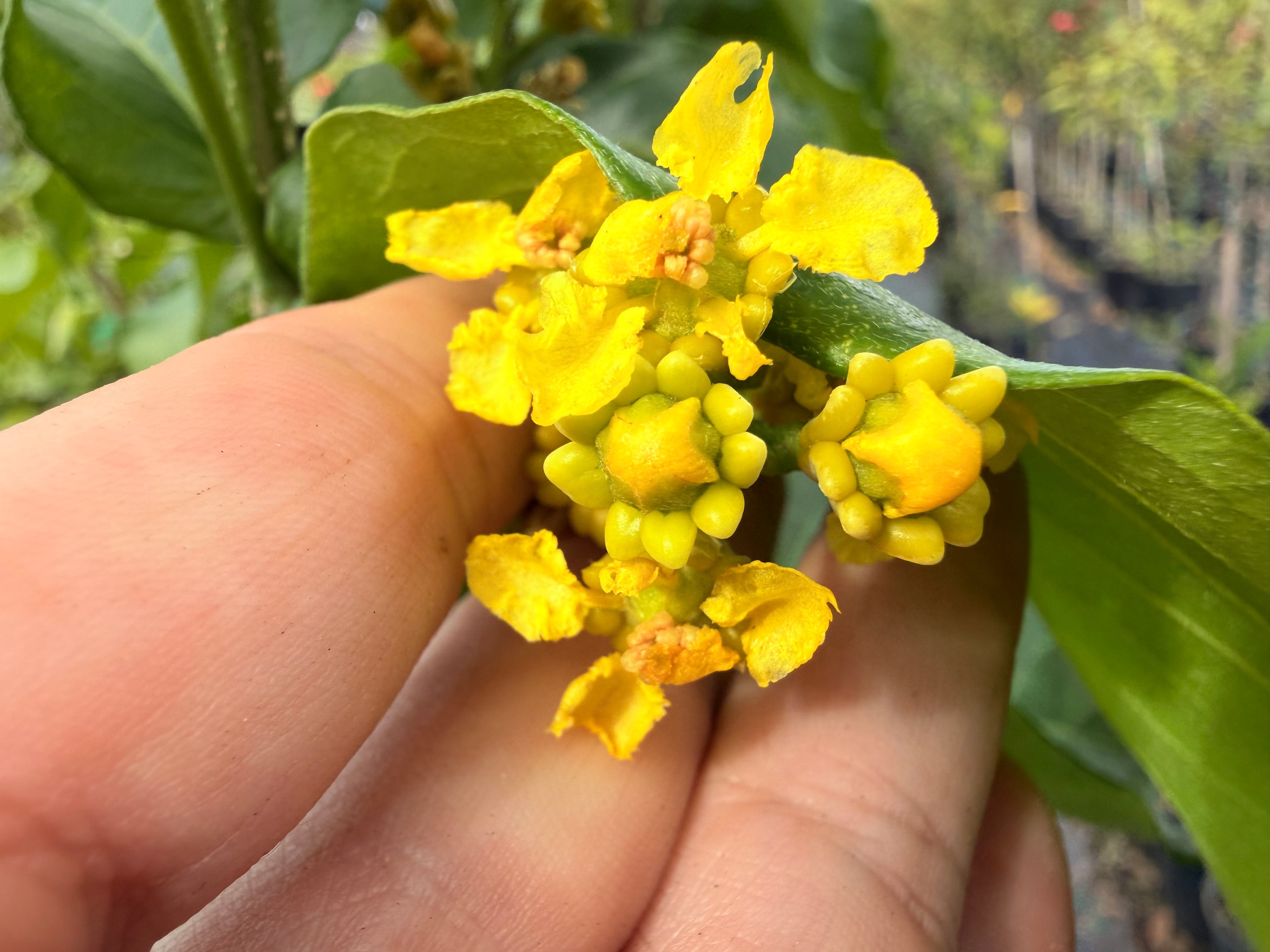 Peanut Butter tree, 10” pot - Bunchosia argentea