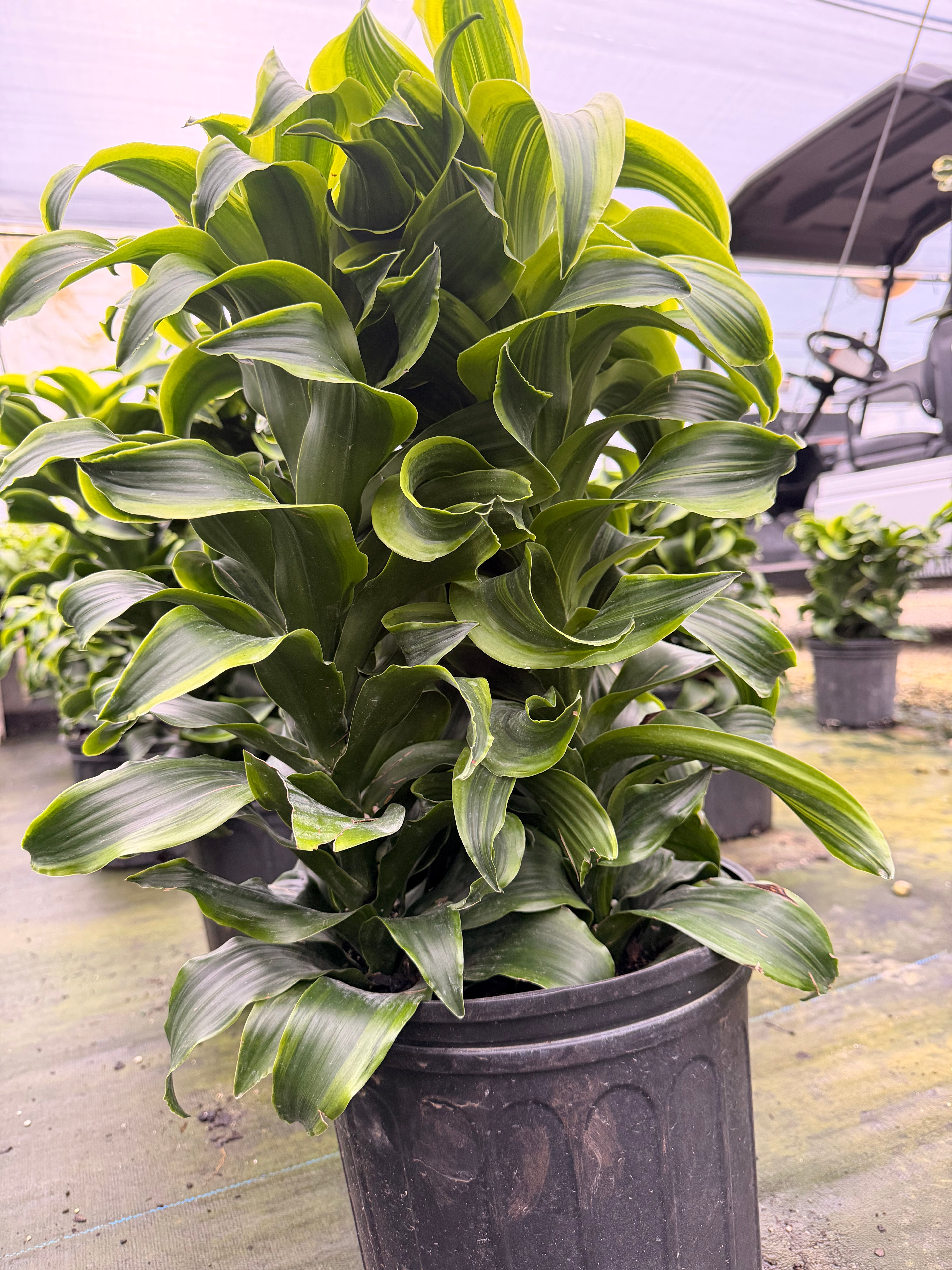 Dracaena Tornado, 10” pot