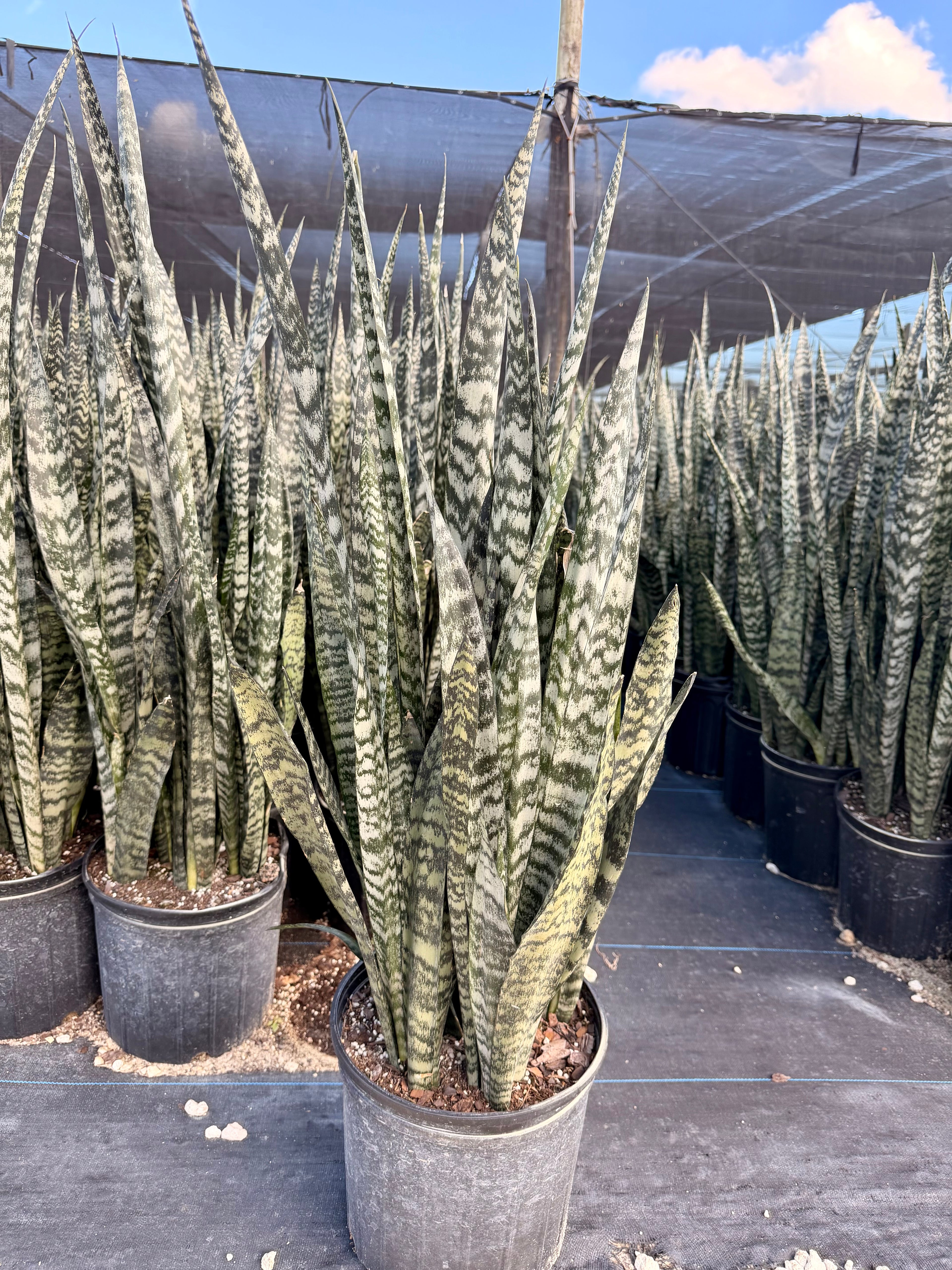 Sansevieria Peppermint, 10” pot - Ships GROUND