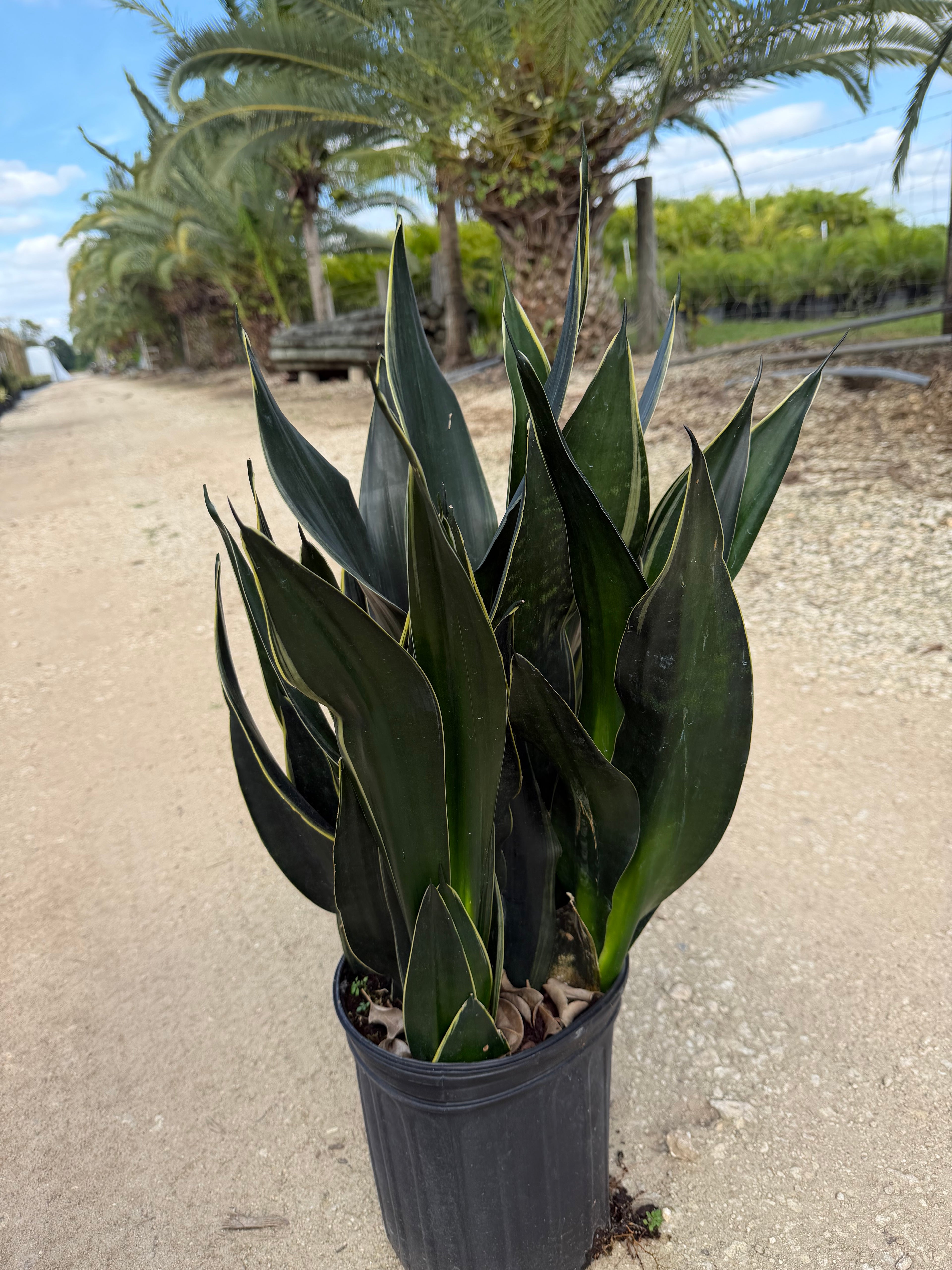 Sansevieria Fabi, 10” pot - Ships GROUND