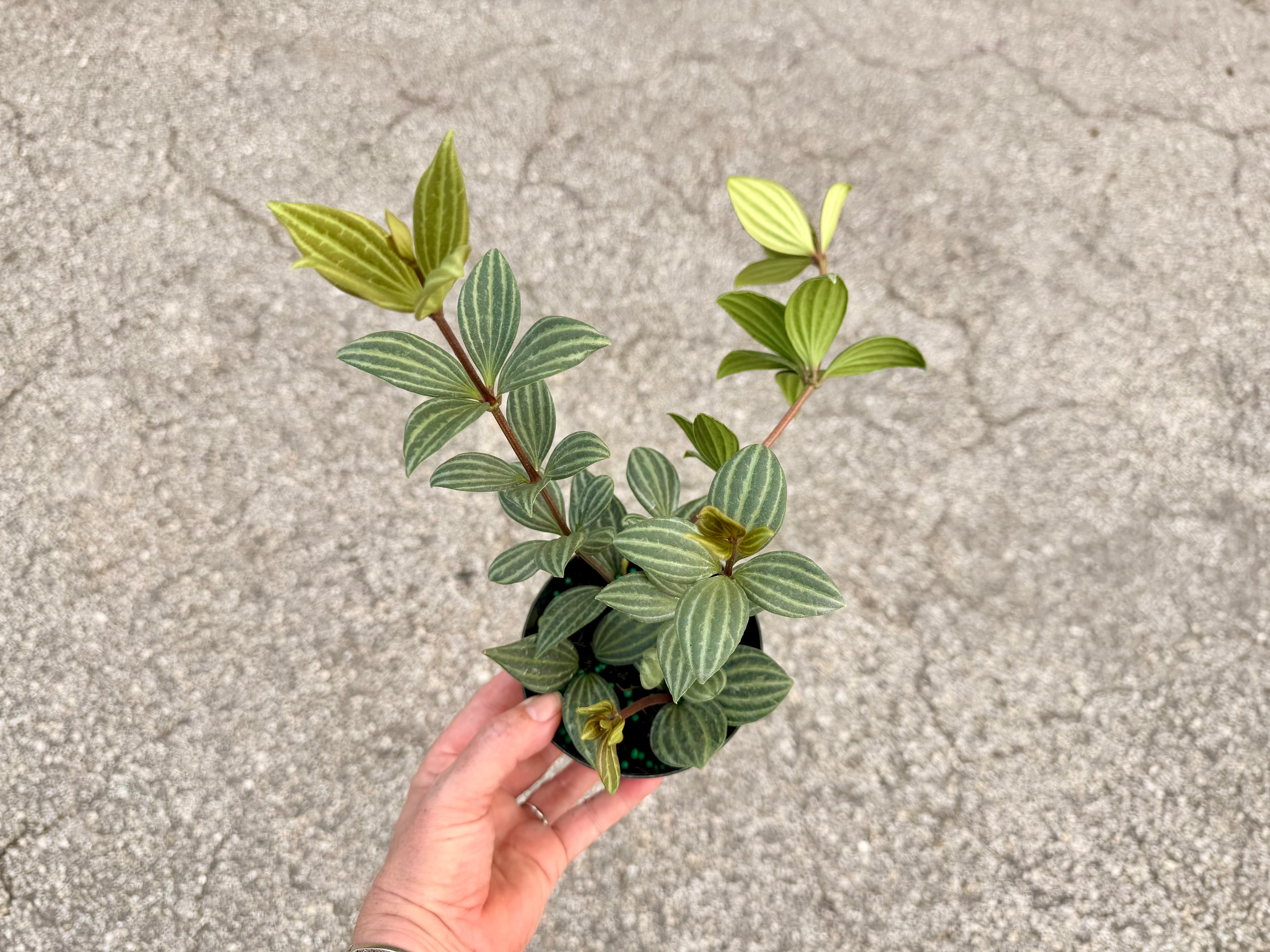 Peperomia Stilt, 4” pot